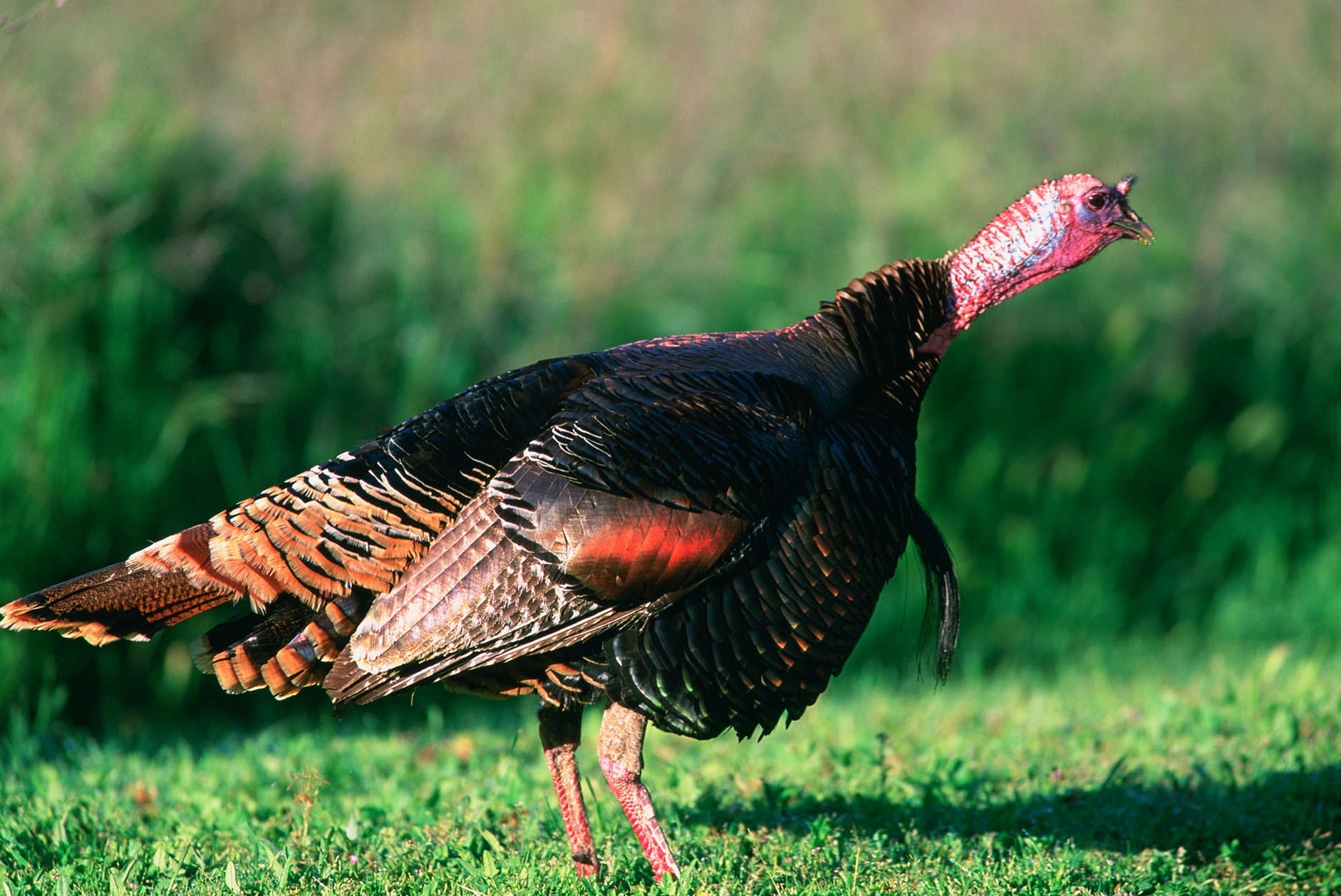 animal themes, field, bird, no people, grass, strut, tail, domestic animals, chicken - bird, wild turkey, turkey - bird, plant, poultry, turkey, livestock, HD Wallpaper