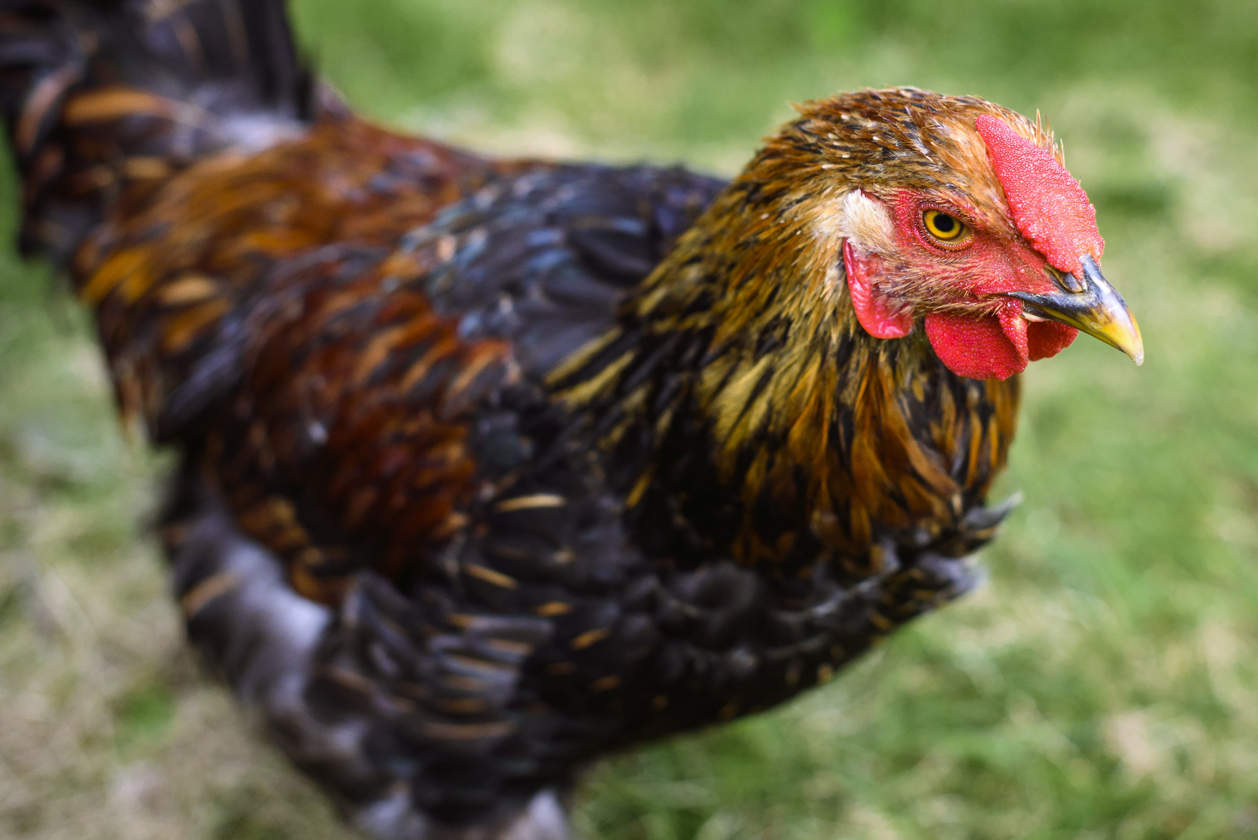 rooster, mammal, one animal, profile view, no people, animal themes, bird, close-up, brown, chicken, domestic animals, focus on foreground, focus, feather, HD Wallpaper