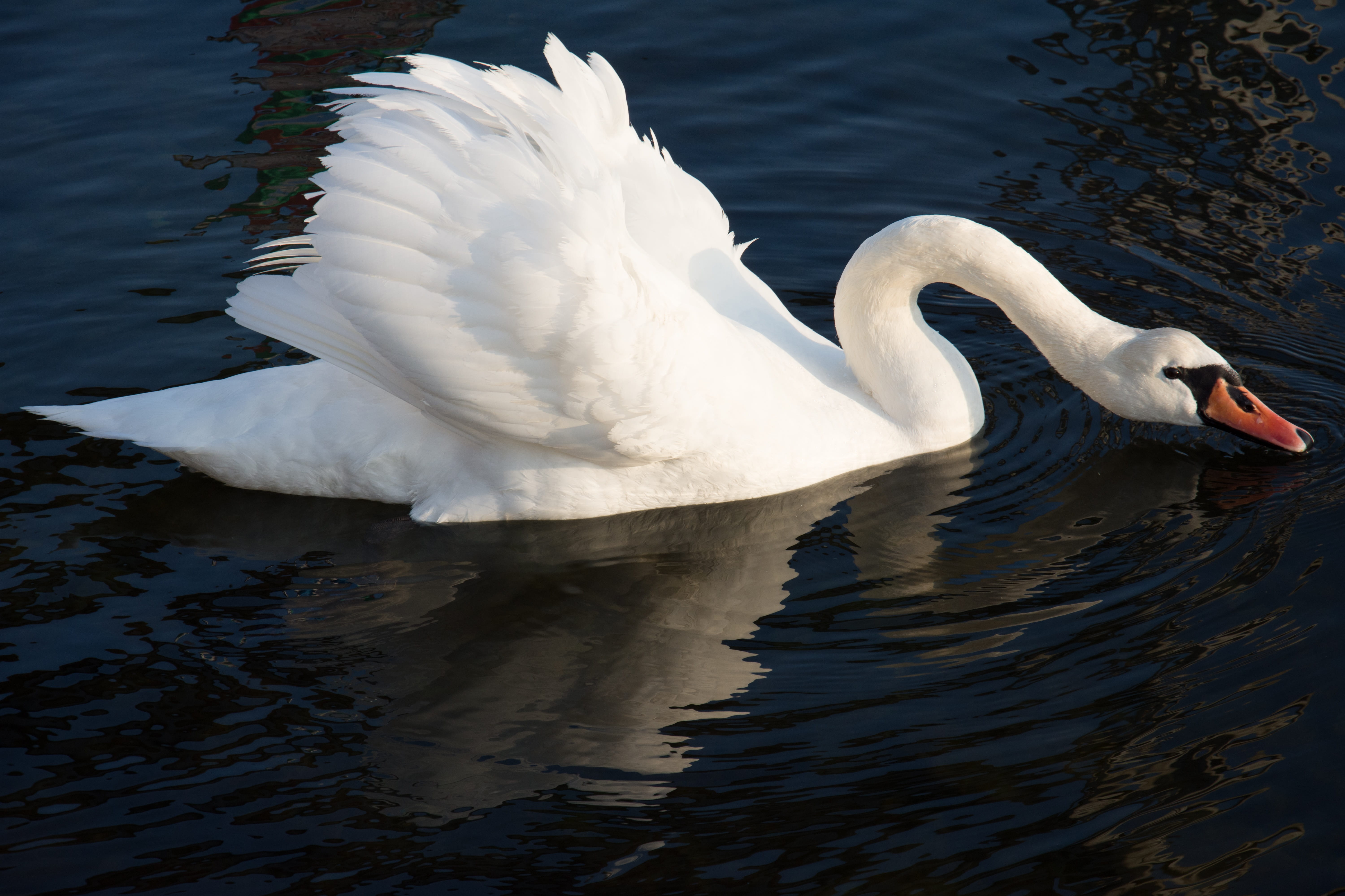 day, primorsko, reflection, swimming, romance, water bird, freshwater bird, grace, animal themes, one animal, symbol, animal, waterfront, elegant, peaceful, HD Wallpaper