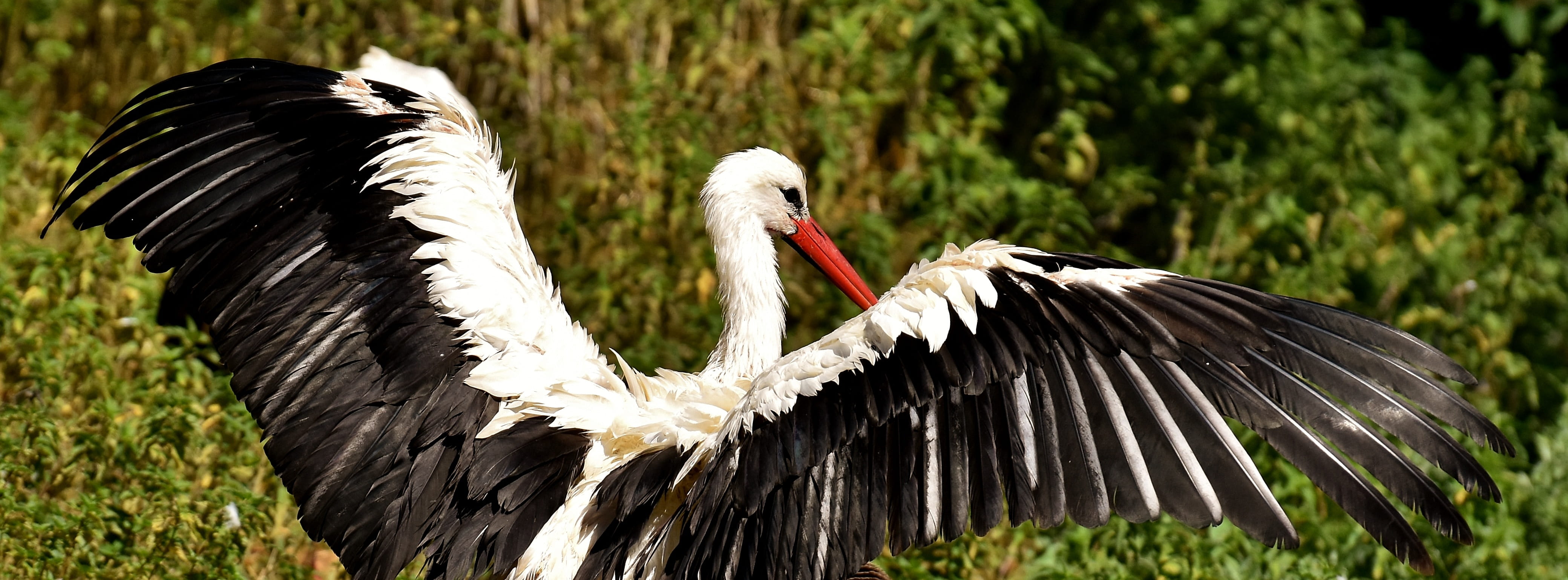 monkey mountain salem, bird, spread wings, flying, bill, outdoors, animal wildlife, white Stork, animal body part, animal, nature, no people, wing, animal world, HD Wallpaper