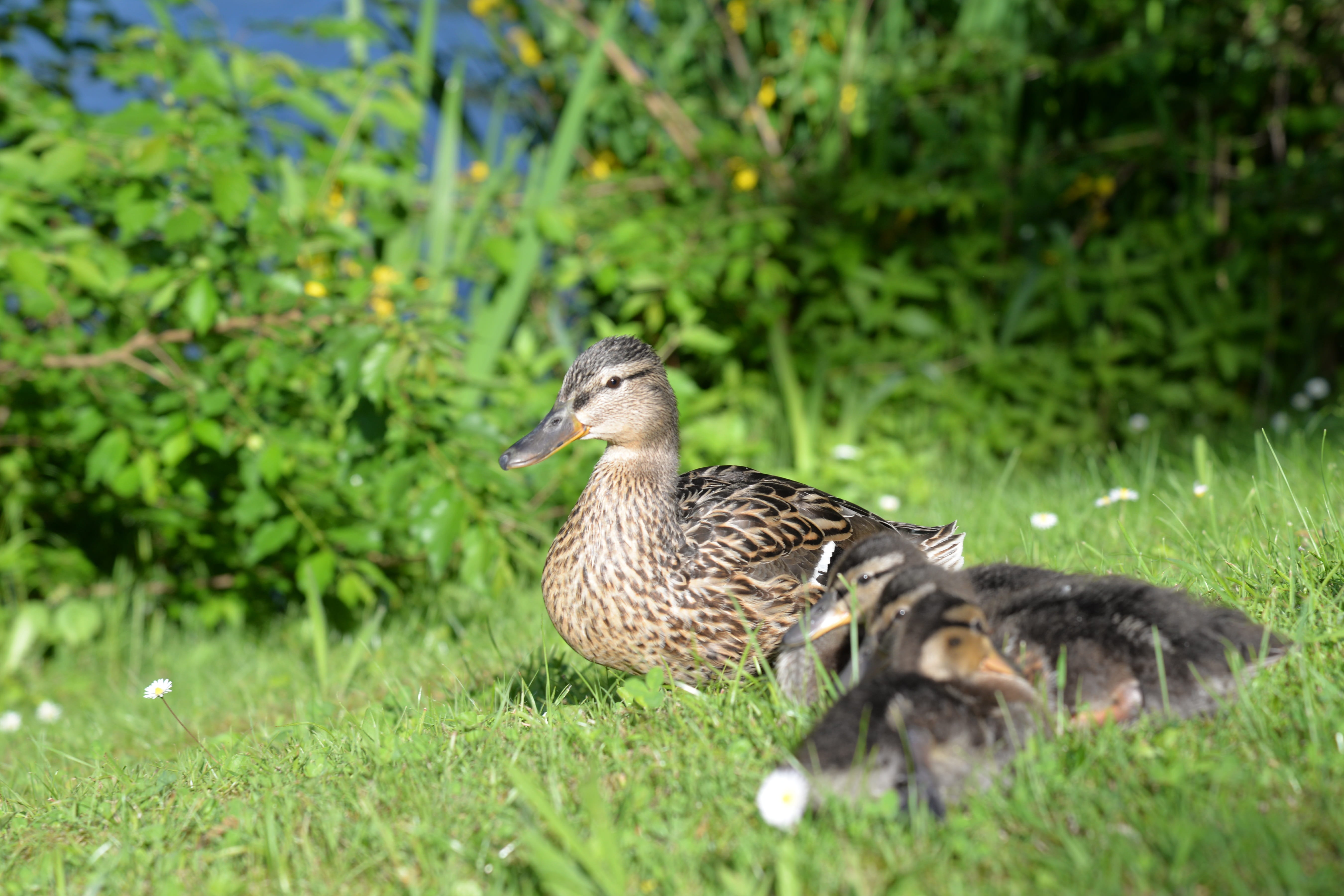 water bird, field, duck, outdoors, macro, family, vertebrate, beak, duck family, grass, wildlife photography, 5K, look, gosling, animal portrait, more, HD Wallpaper