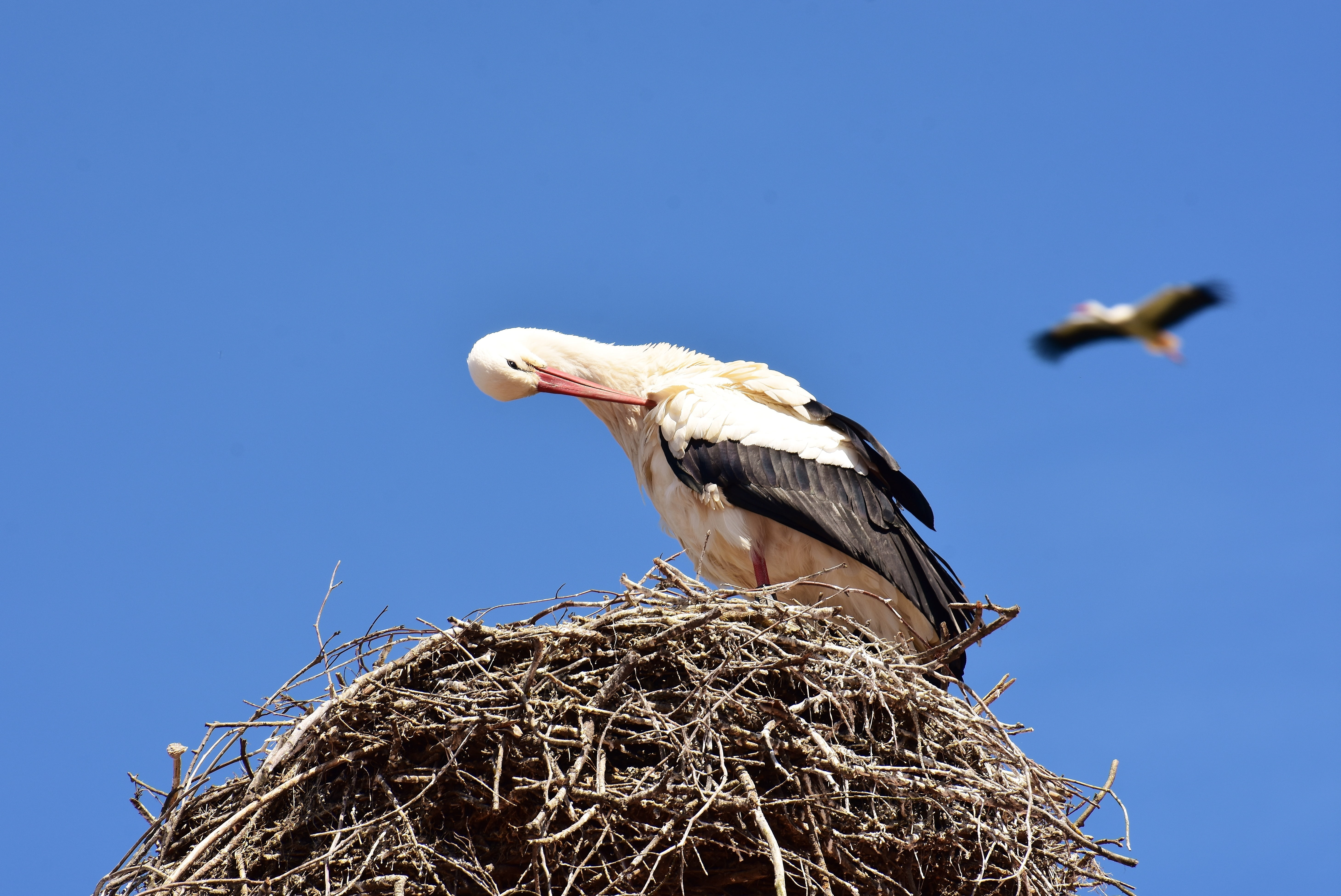 white Stork, animal wildlife, low angle view, birds, rattle stork, monkey mountain salem, vertebrate, beak, stork, wildlife, sunny, storks, animal Nest, HD Wallpaper