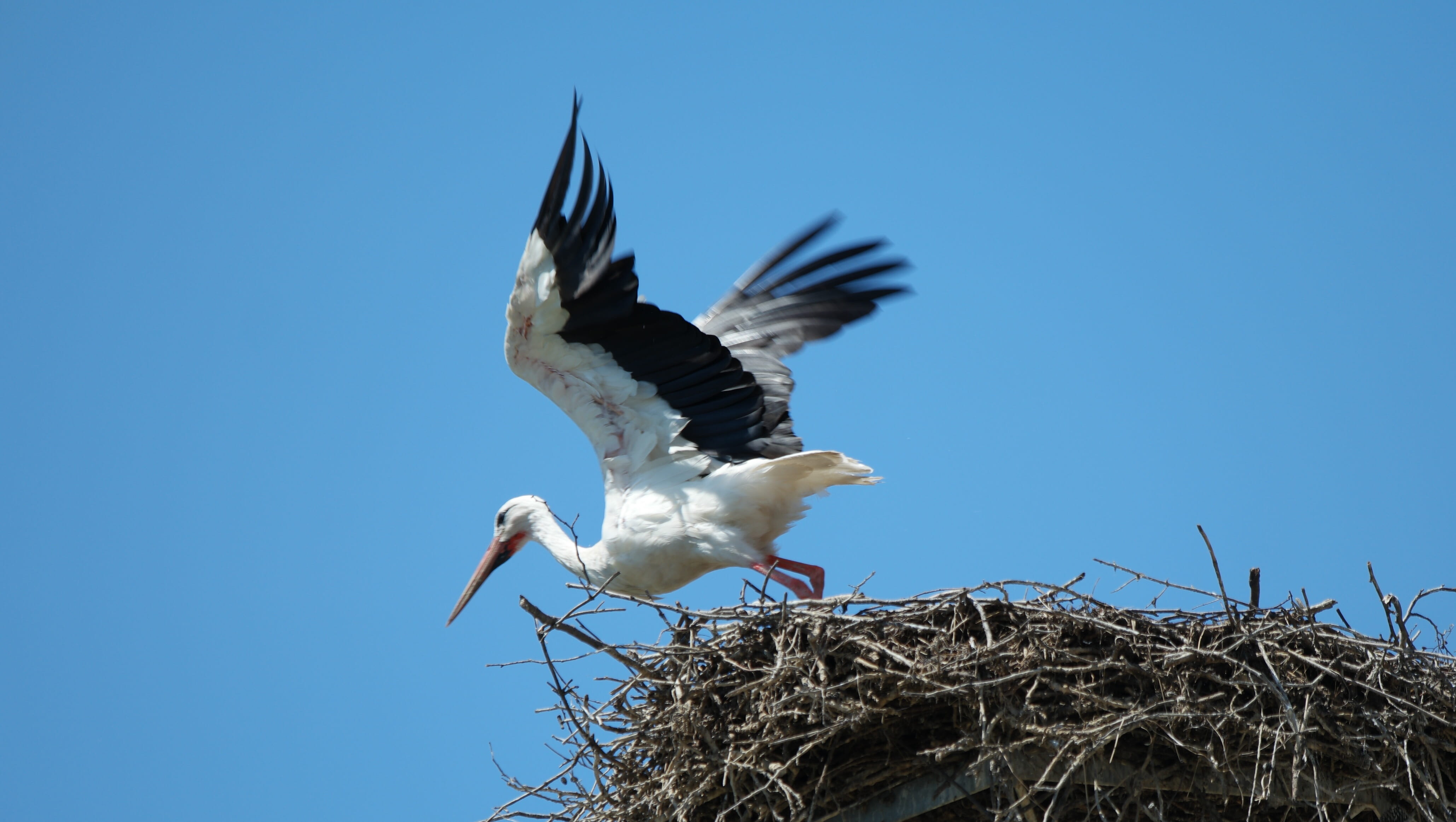animal themes, animal body part, low angle view, animal world, fly, blue, storchennest, white stork, animal, animal nest, migratory birds, breed, no people, HD Wallpaper