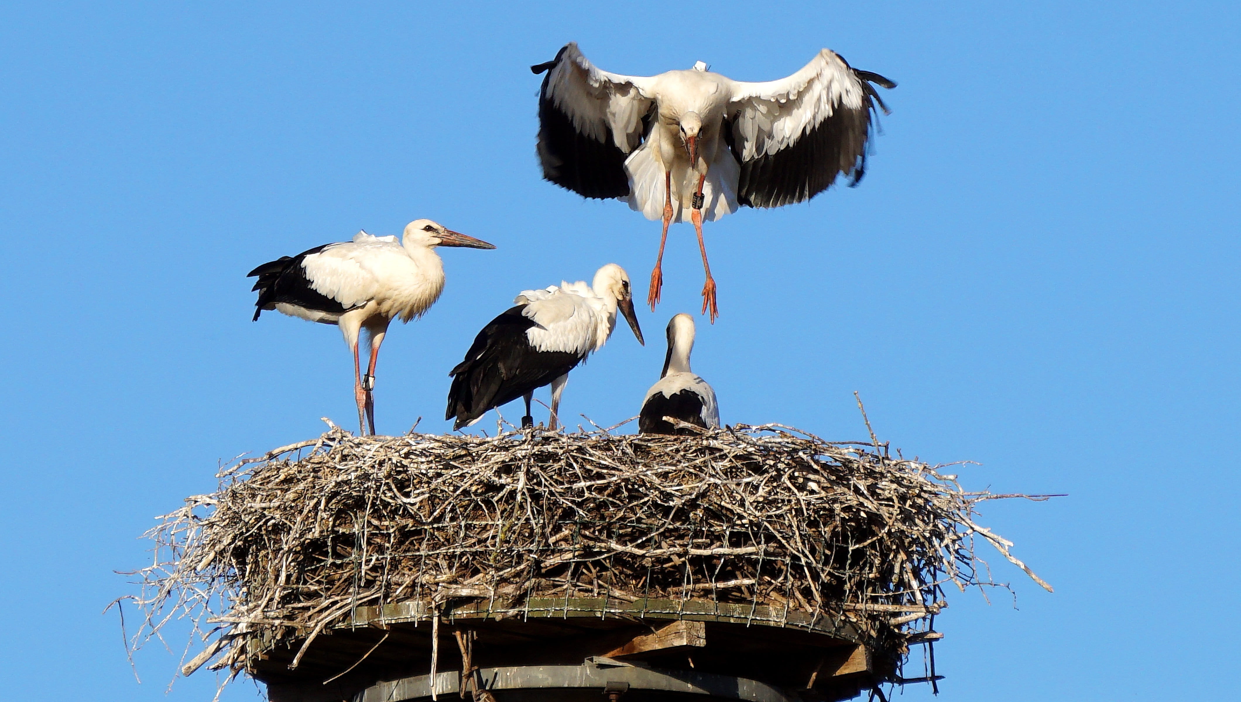 nature, wing, animal world, fly, group of animals, Flight, flight hour, geflieder, white stork, 4K, departure, animal family, animal nest, two animals, HD Wallpaper