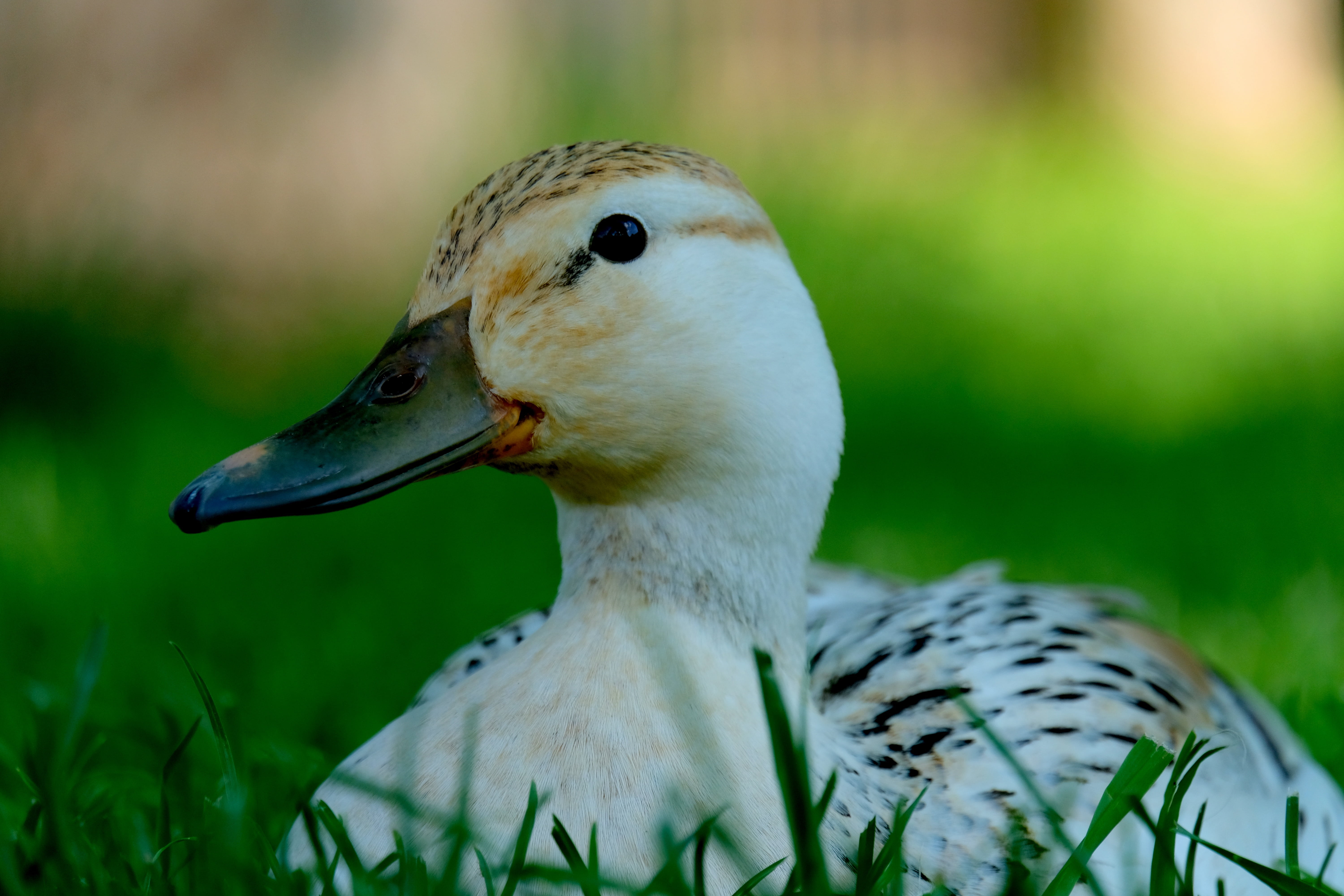 animal, water, duck, graceful, head, white, one animal, close-up, animal body part, wild bird, animal themes, bill, animal wildlife, young animal, no people, HD Wallpaper