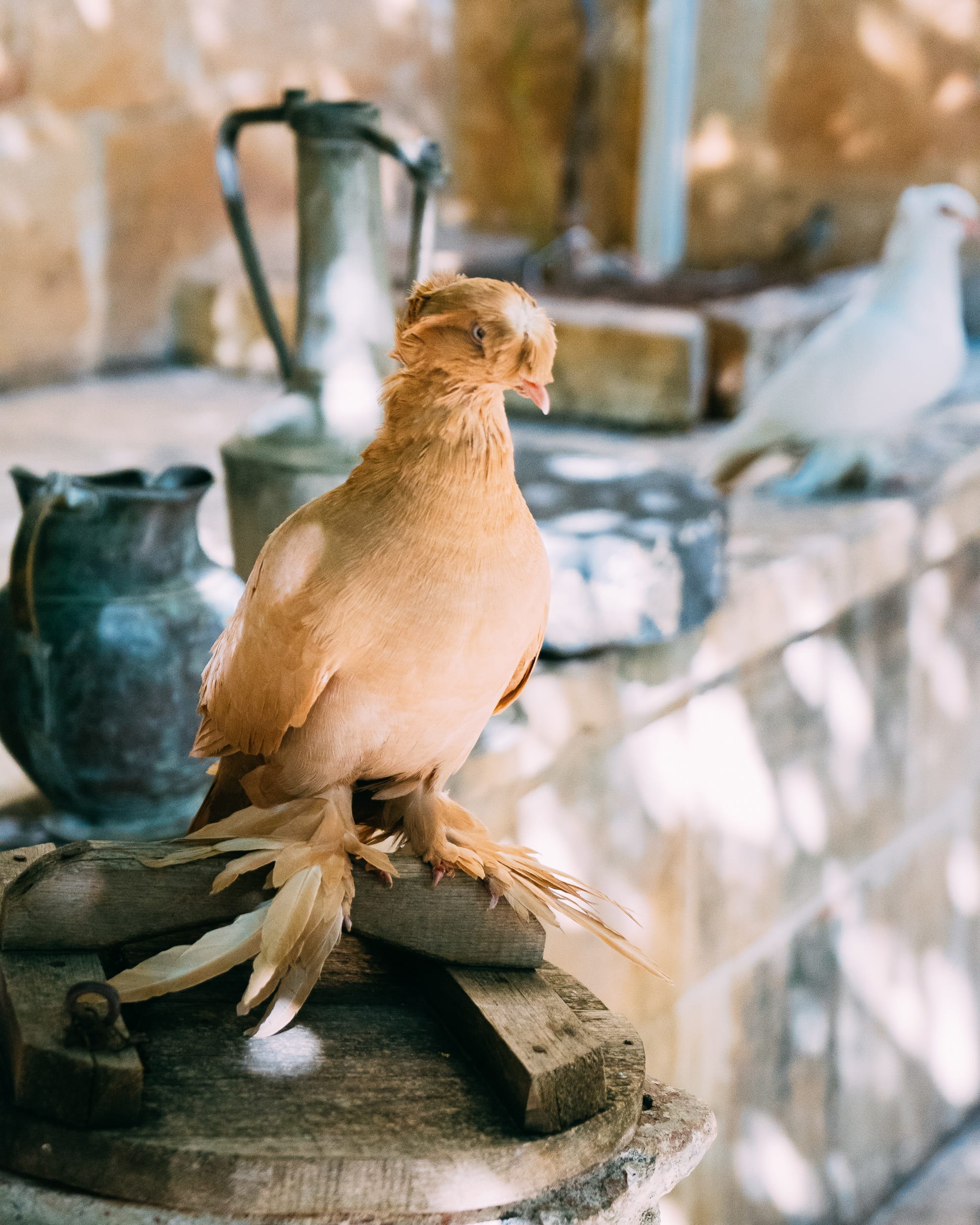 focus on foreground, feather, beautiful, outdoors, bird, one animal, city pigeons, holiday, dove, vertebrate, bird portrait, sparrow, livestock, looking, Phone HD Wallpaper