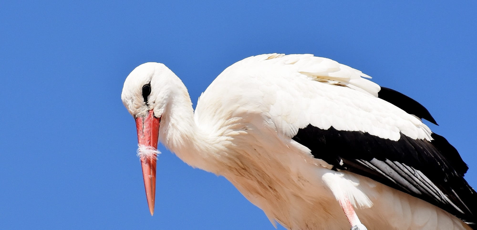 white color, nature, Fly, one animal, beak, elegant, stork, low angle view, vertebrate, animal head, day, outdoors, rattle stork, no people, animal themes, HD Wallpaper