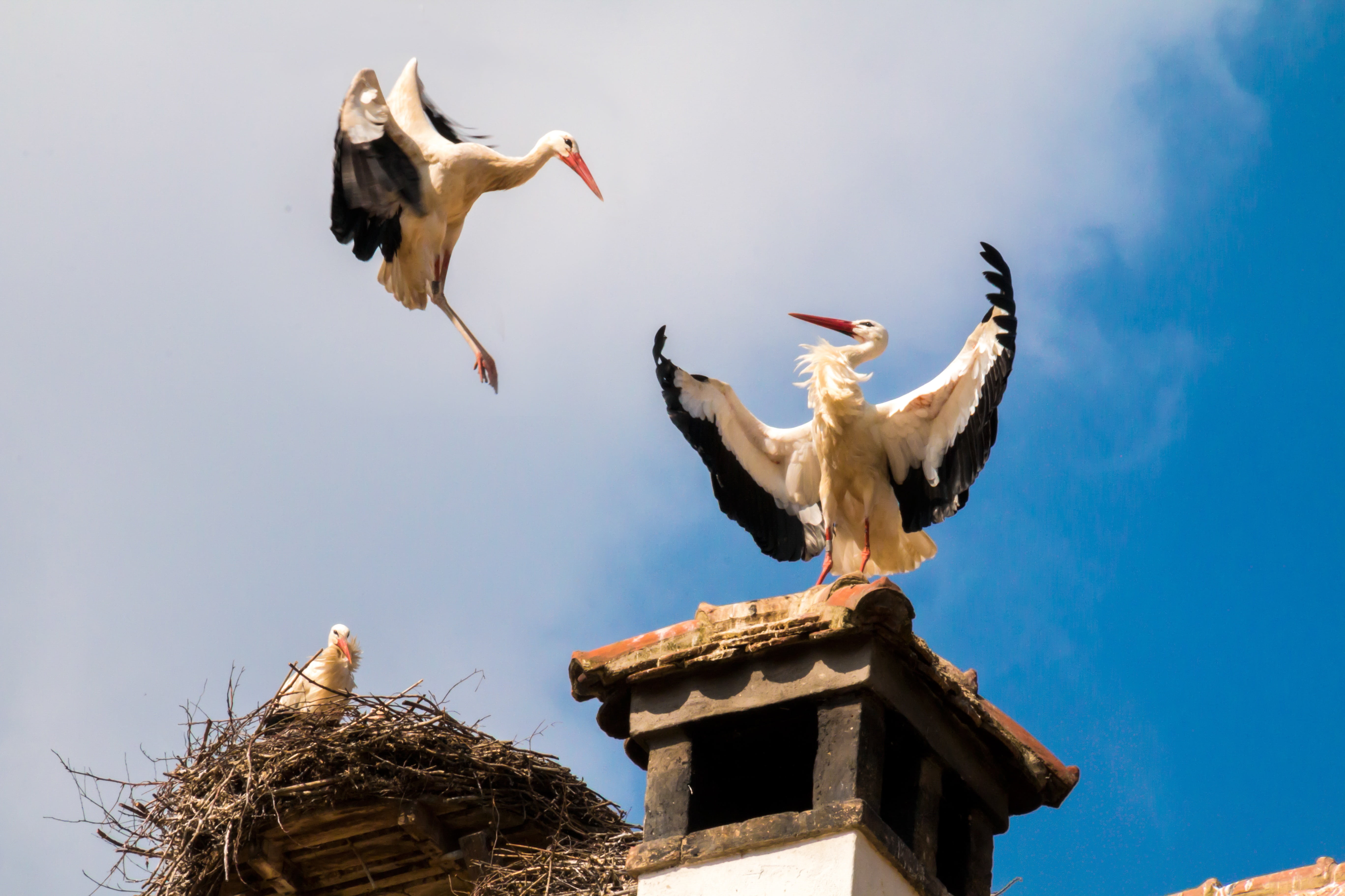 white stork, sky, bird, architecture, nature, animal wildlife, bill, 5K, two, roof, animals in the wild, flapping, group of animals, animal, rattle stork, HD Wallpaper