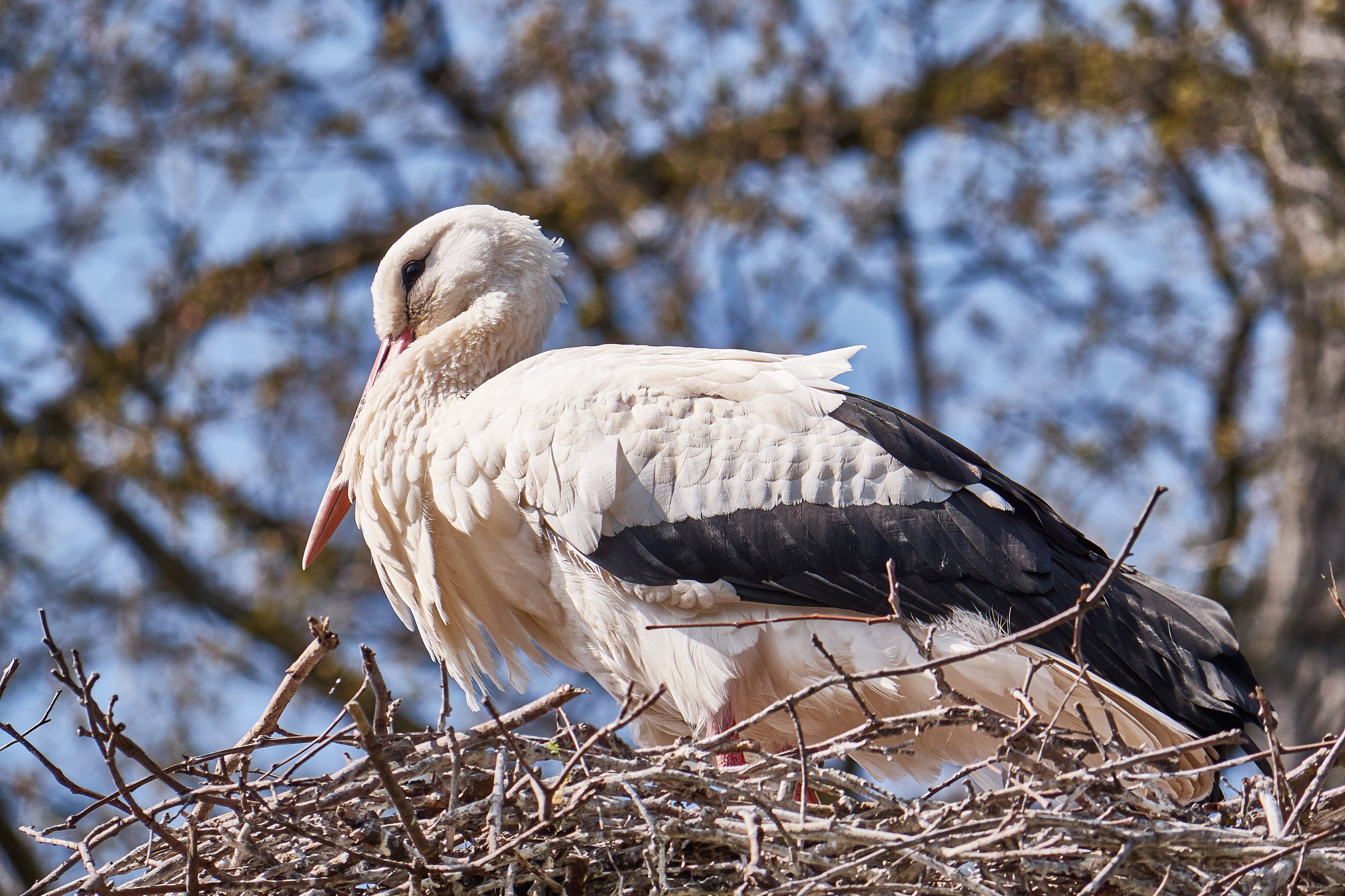 beak, red, wildlife photography, wing, animal themes, outdoors, scrim, animals in the wild, white color, animal wildlife, one animal, stand, monogamous, HD Wallpaper