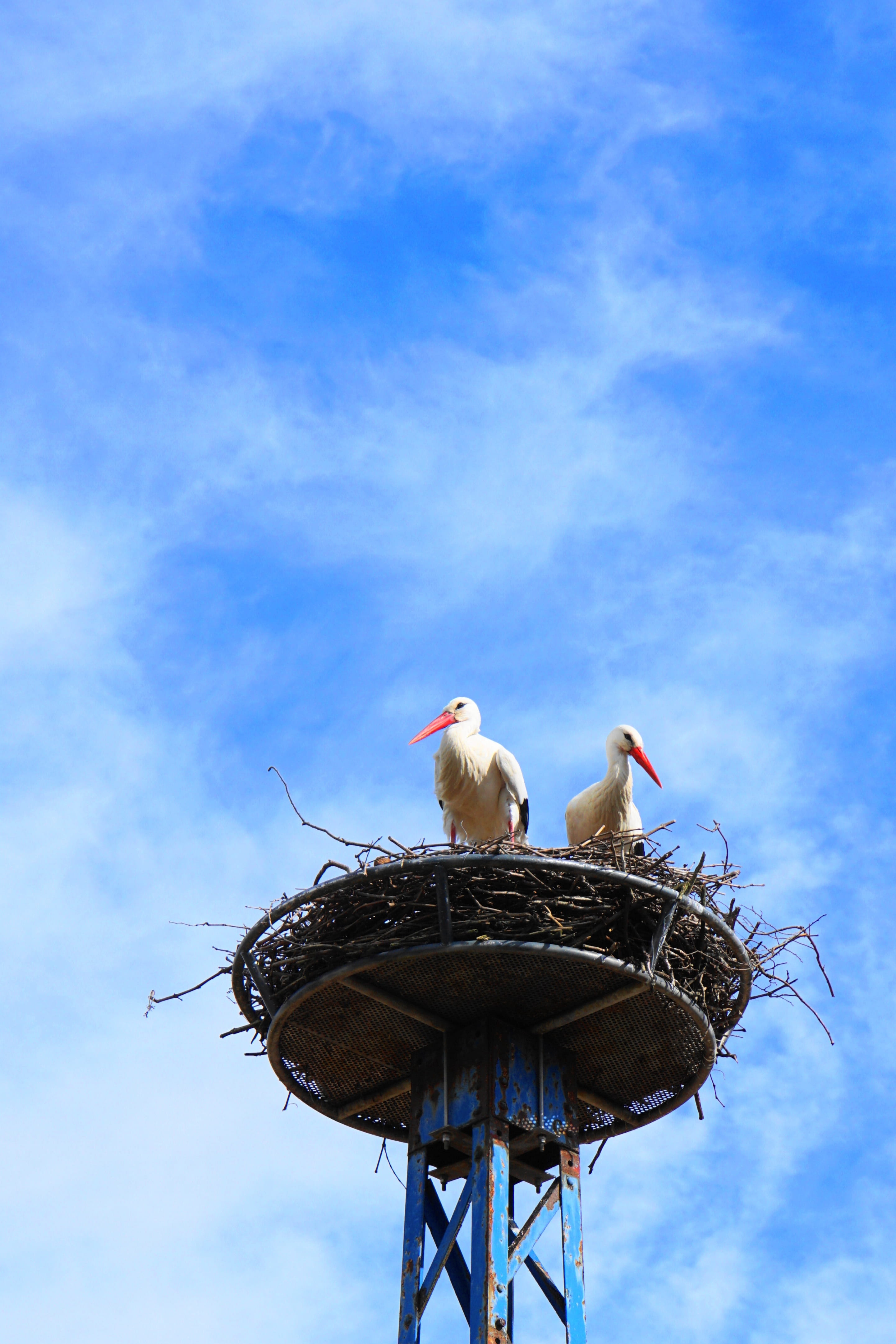 nest, animals in the wild, perching, stork, animal nest, storks, baby, two animals, bird nest, white stork, elegant, spring magic, outdoors, storchennest, Phone HD Wallpaper