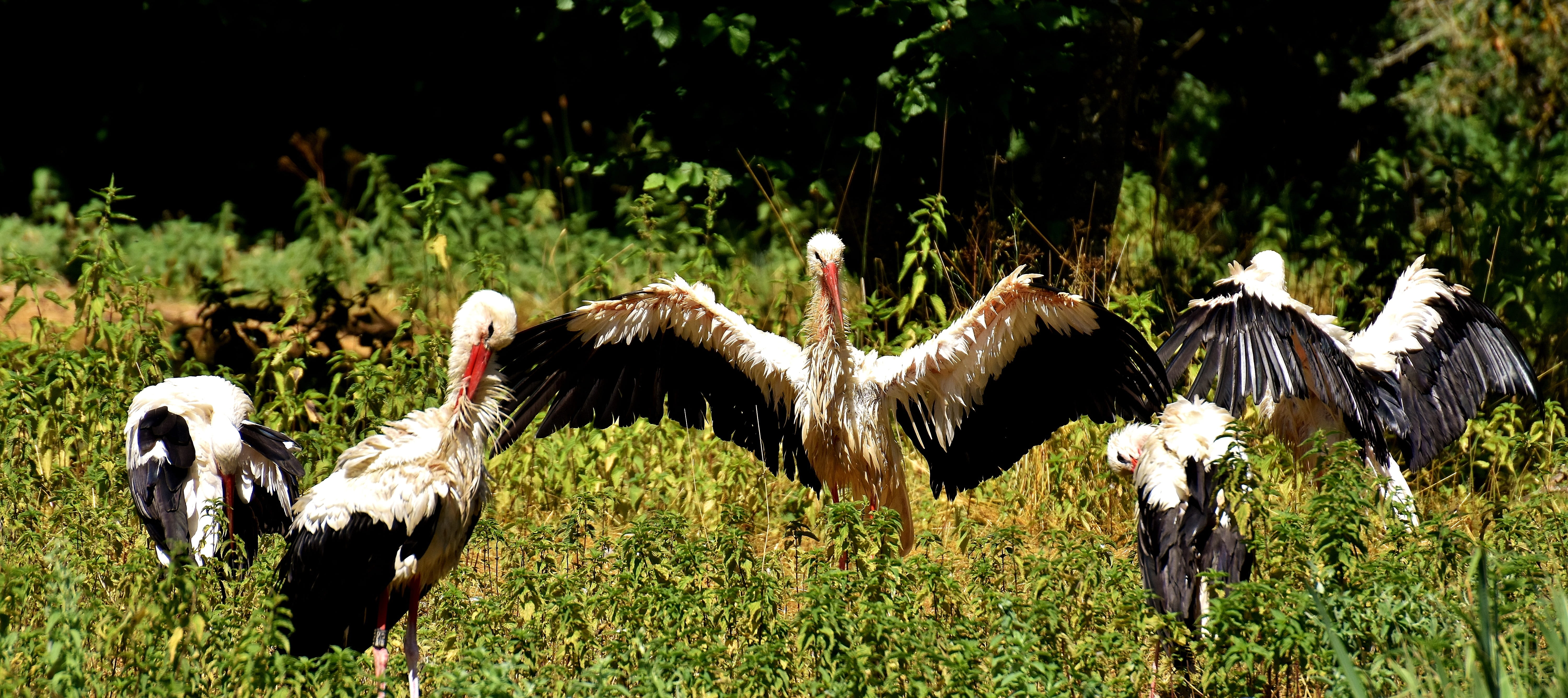 herbivorous, feather, rattle stork, plumage, animal world, grass, stork, animal themes, elegant, land, bill, domestic animals, animals in the wild, plant, HD Wallpaper