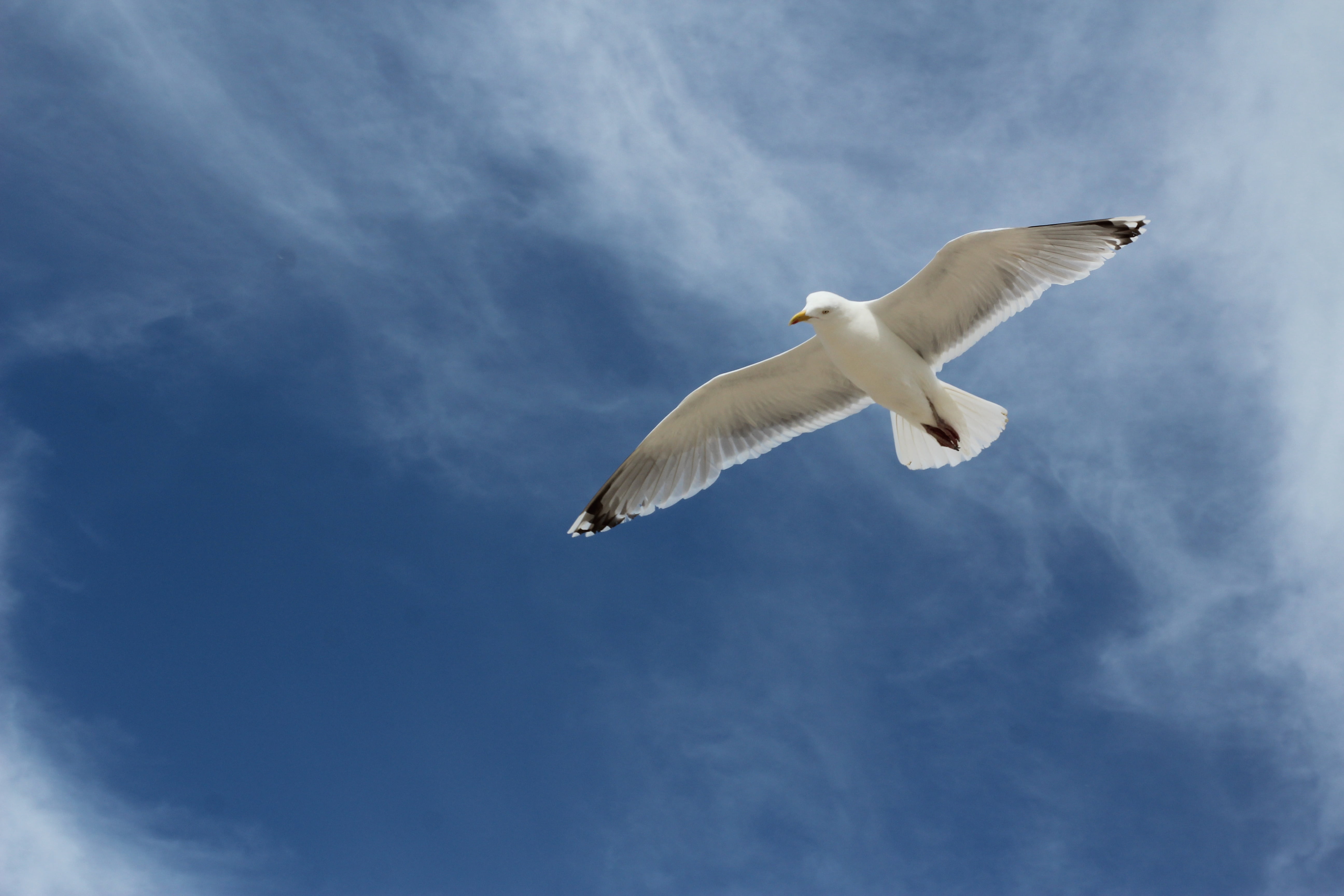 seagull, bird, poultry, directly below, mid-air, bird animals, gull, flying, cloud - sky, sky, eye, animal wildlife, feather, close, birds, clouds, vertebrate, HD Wallpaper