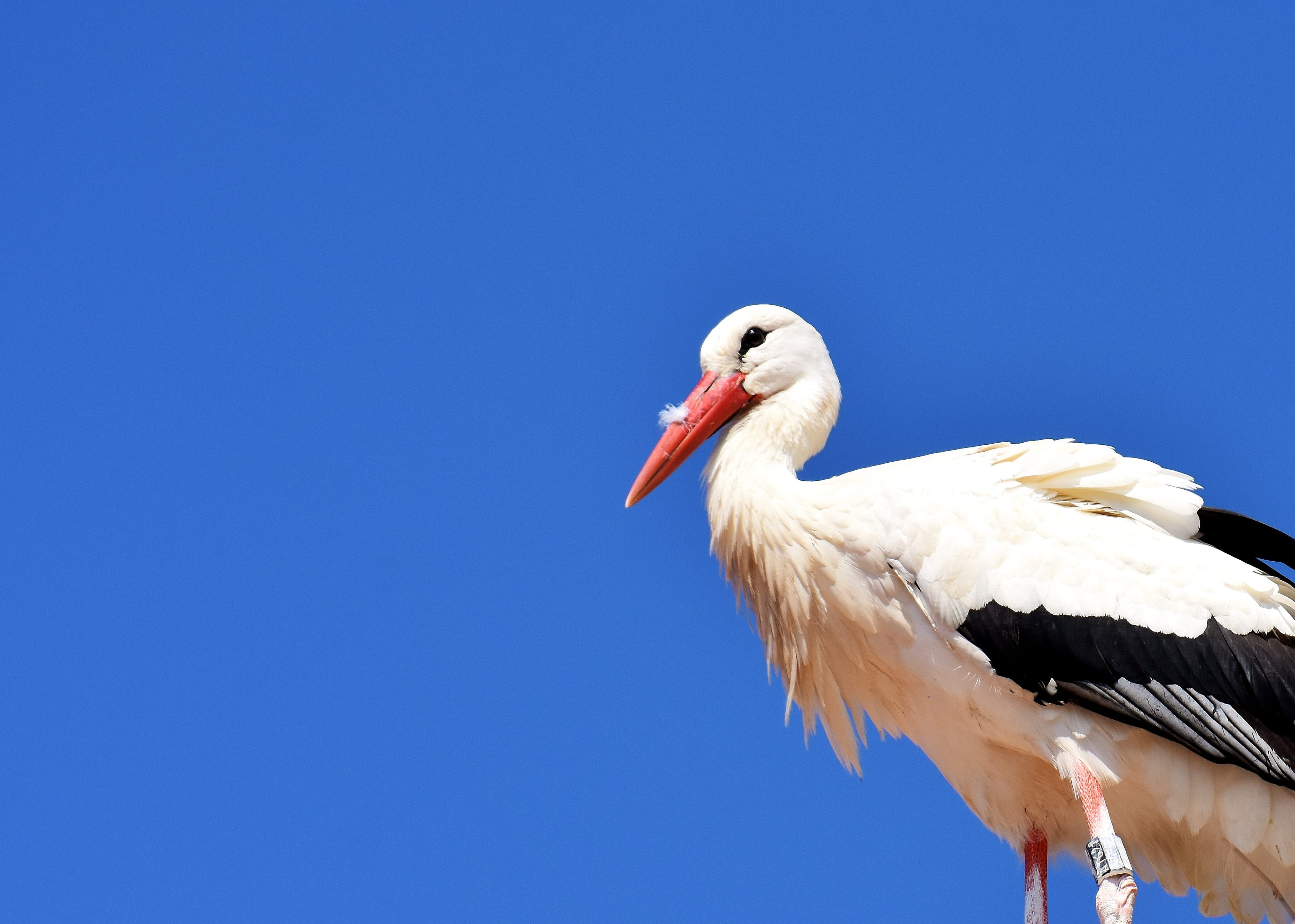 vertebrate, nature, beak, animal world, wing, White Stork, animal, animal themes, no people, animal body part, rattle stork, animal wildlife, Plumage, feather, HD Wallpaper