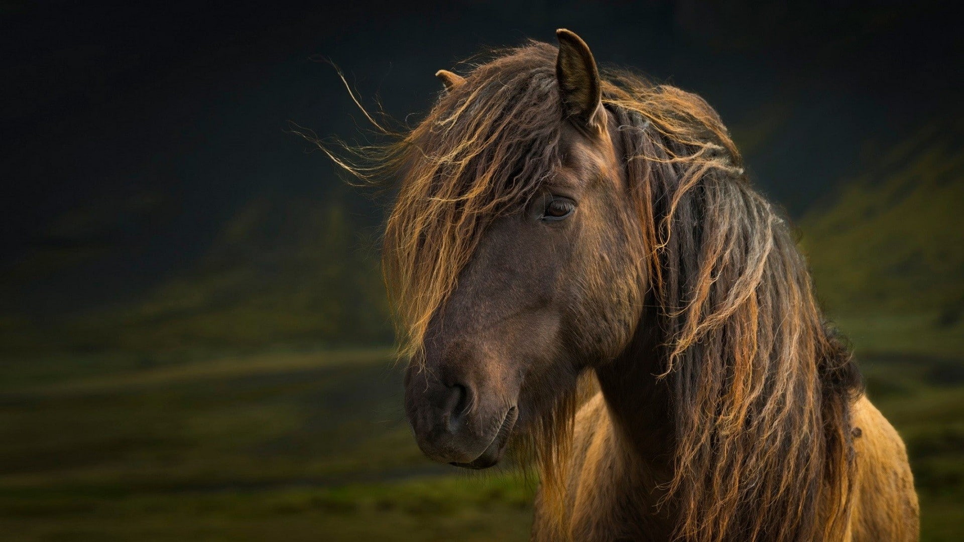 no people, hair, animal, domestic, animal hair, livestock, portrait, animal head, pets, brown, one animal, horse, hairstyle, animal wildlife, nature, mane, HD Wallpaper