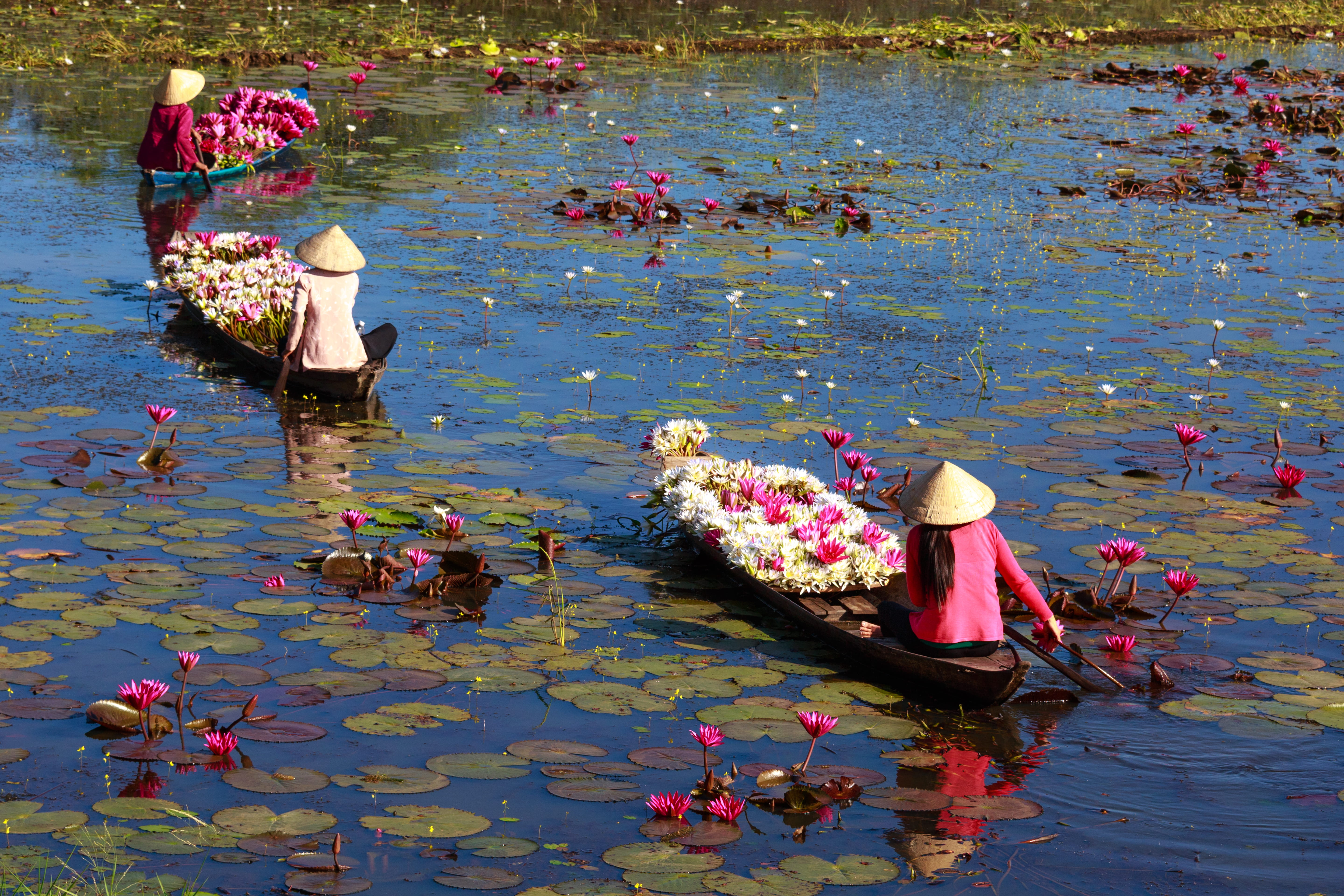 flowering plant, women, three, reflection, water, clothing, watercrafts, day, occupation, high angle view, boats, waterfront, flowers, lotus flowers, 5K, HD Wallpaper