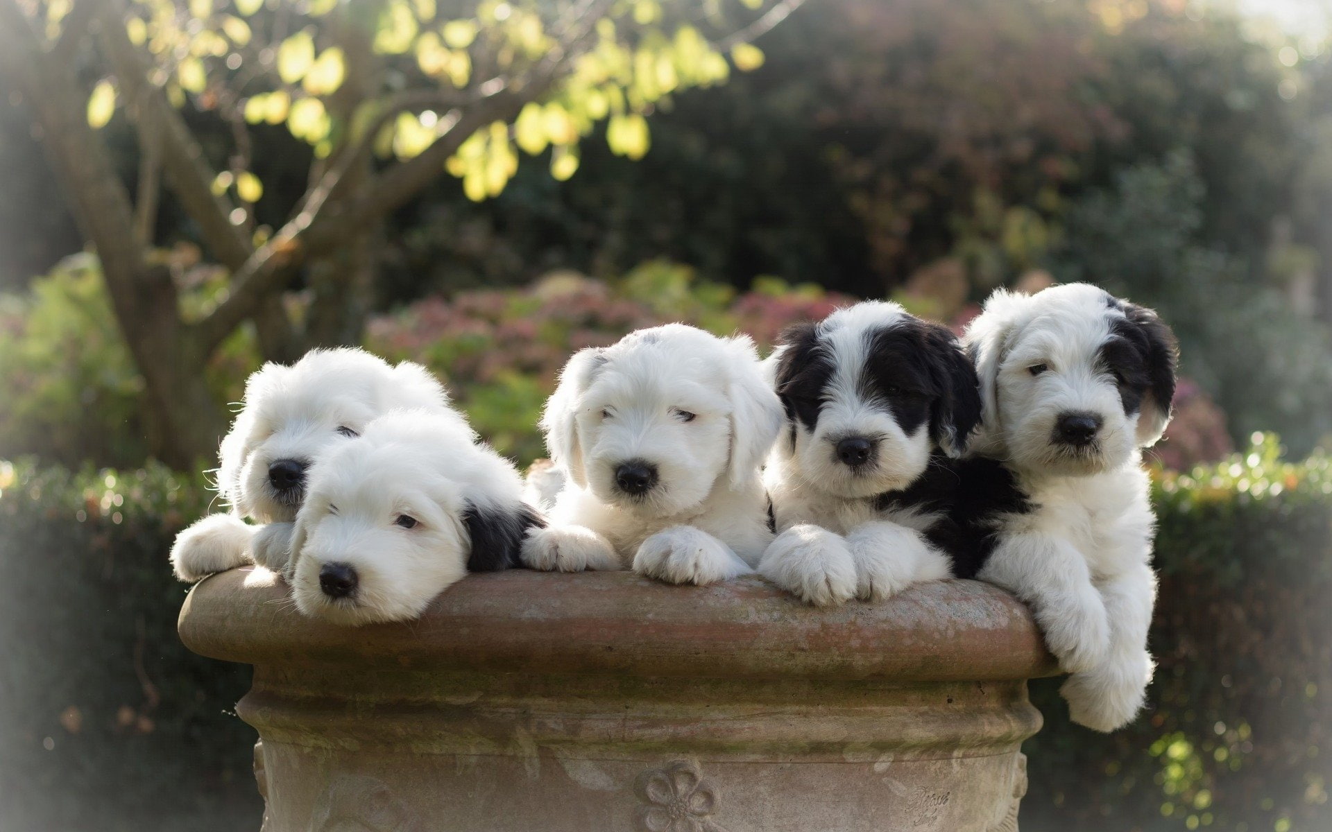Old English Sheepdog, Dog, 1080P, Puppy, Dogs, HD Wallpaper