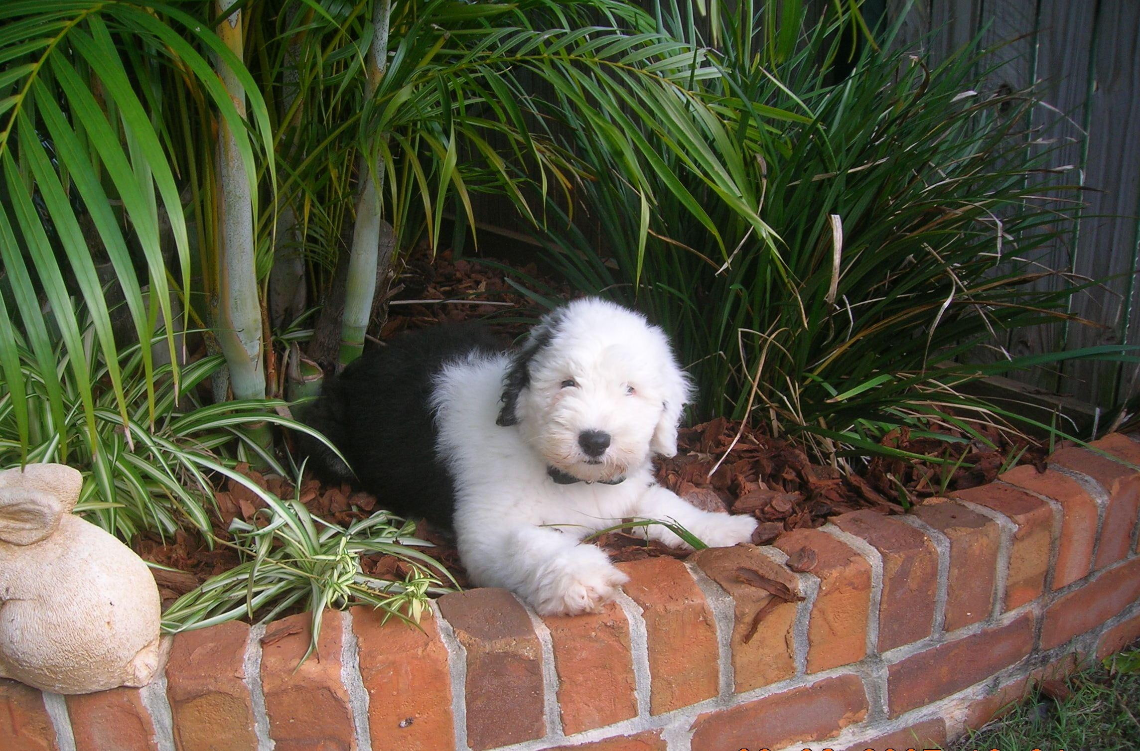 animals, puppy, cute, black, garden, lowland, adorable, old english sheepdog, 1080P, white, polish, nature, fluffy, HD Wallpaper