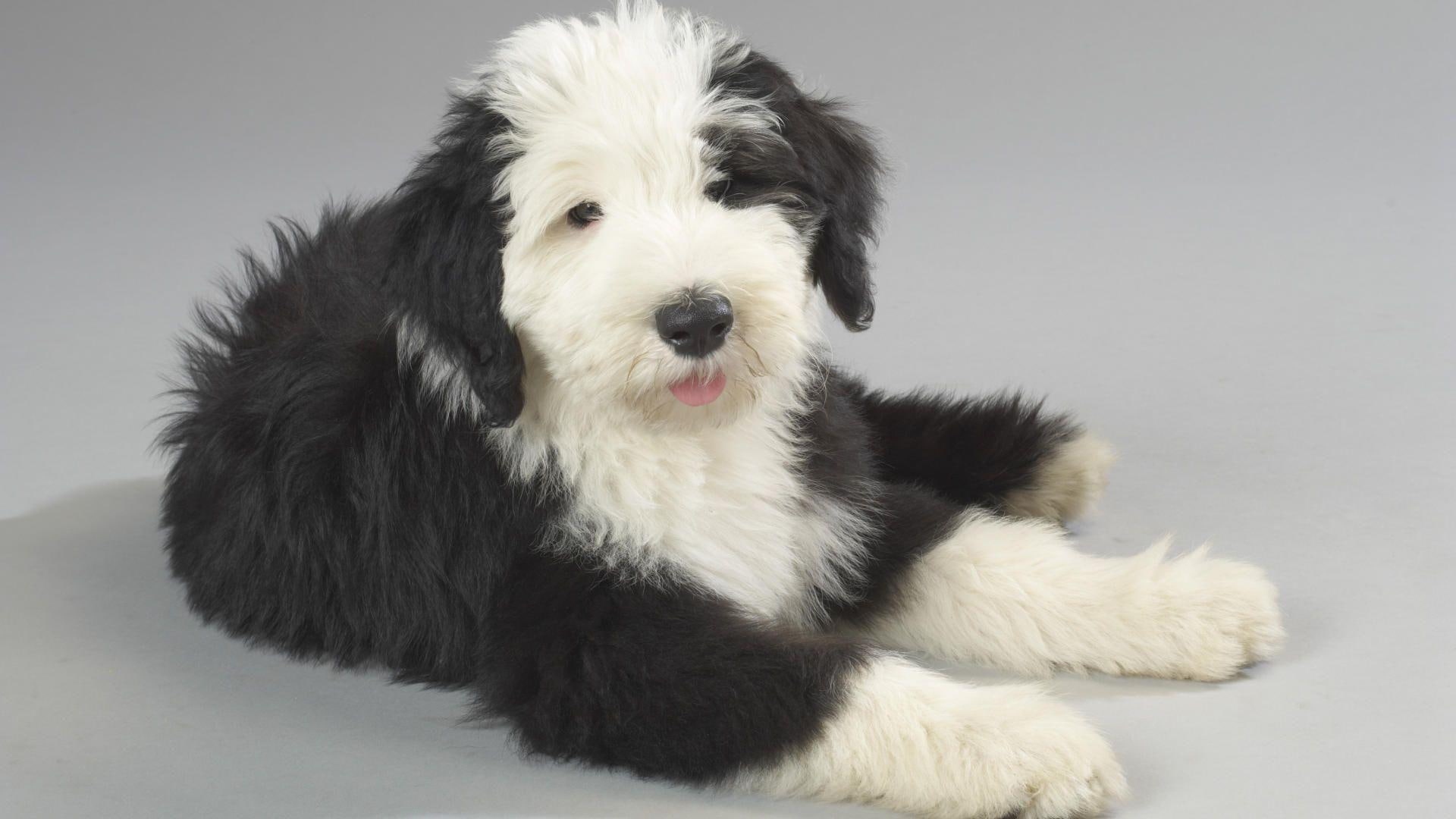 animals, english, coated, 1080P, size, medium, black, 1920x1080, long, old english sheepdog, sheepdog, dog, white, old, HD Wallpaper