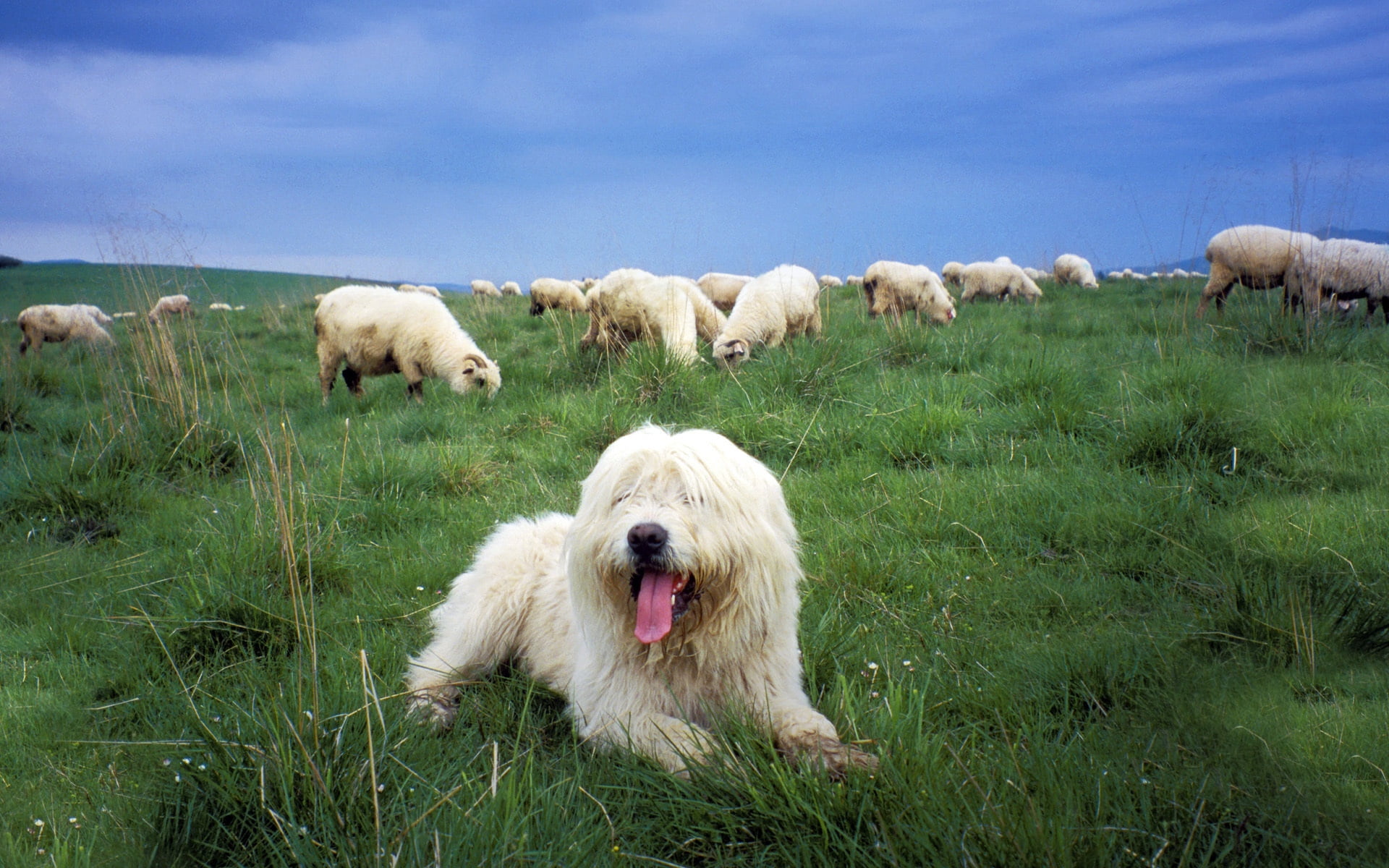 livestock, herd, nature, adult, herbivorous, meadow, pets, group of animals, no People, domestic, sky, white, flock Of Sheep, lamb, domestic Animals, animals in the wild, HD Wallpaper