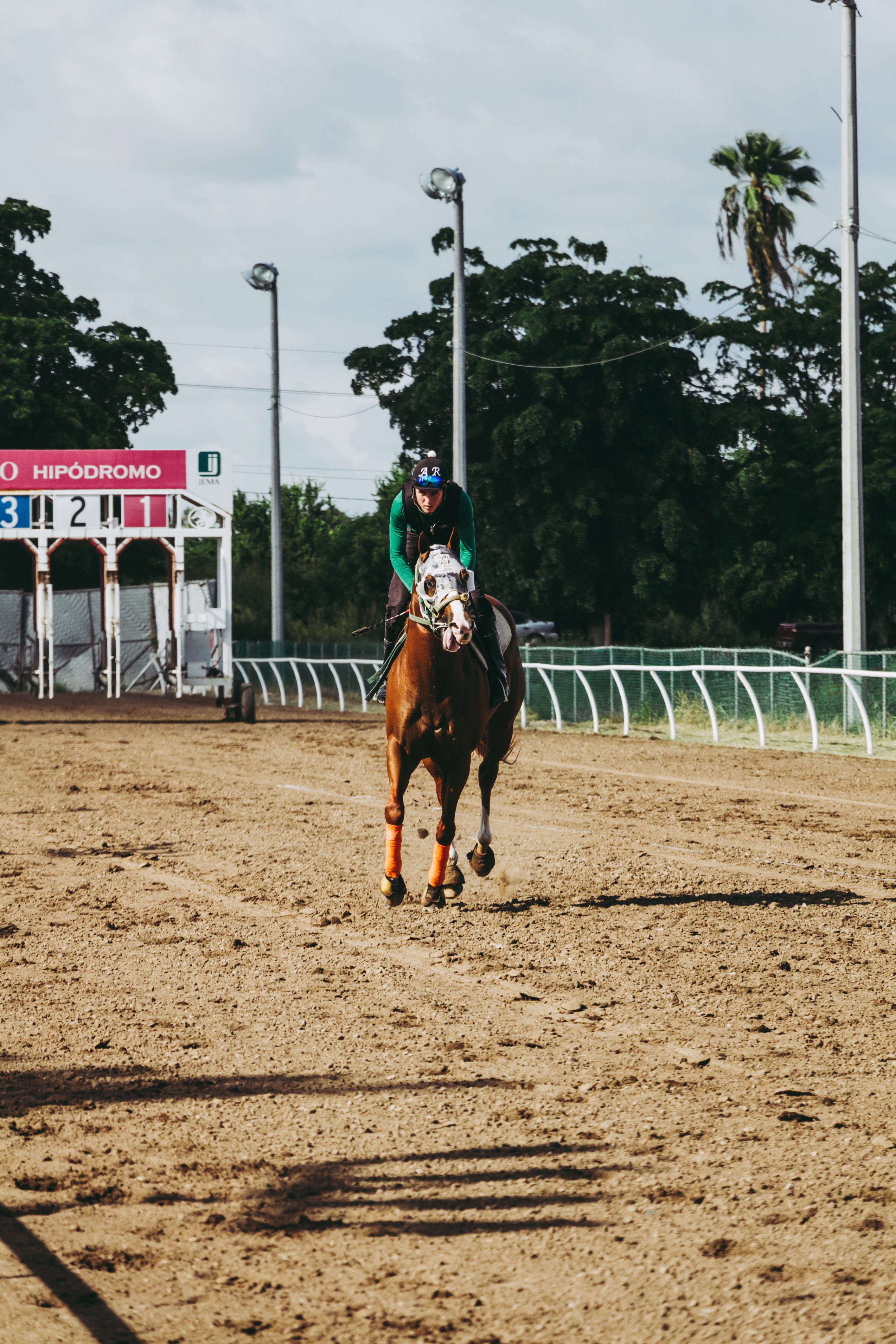 day, ride, nature, animal wildlife, field, people, stallion, riding, mammal, fence, race track, pets, domestic, barrier, running, course, athlete, herbivorous, Phone HD Wallpaper