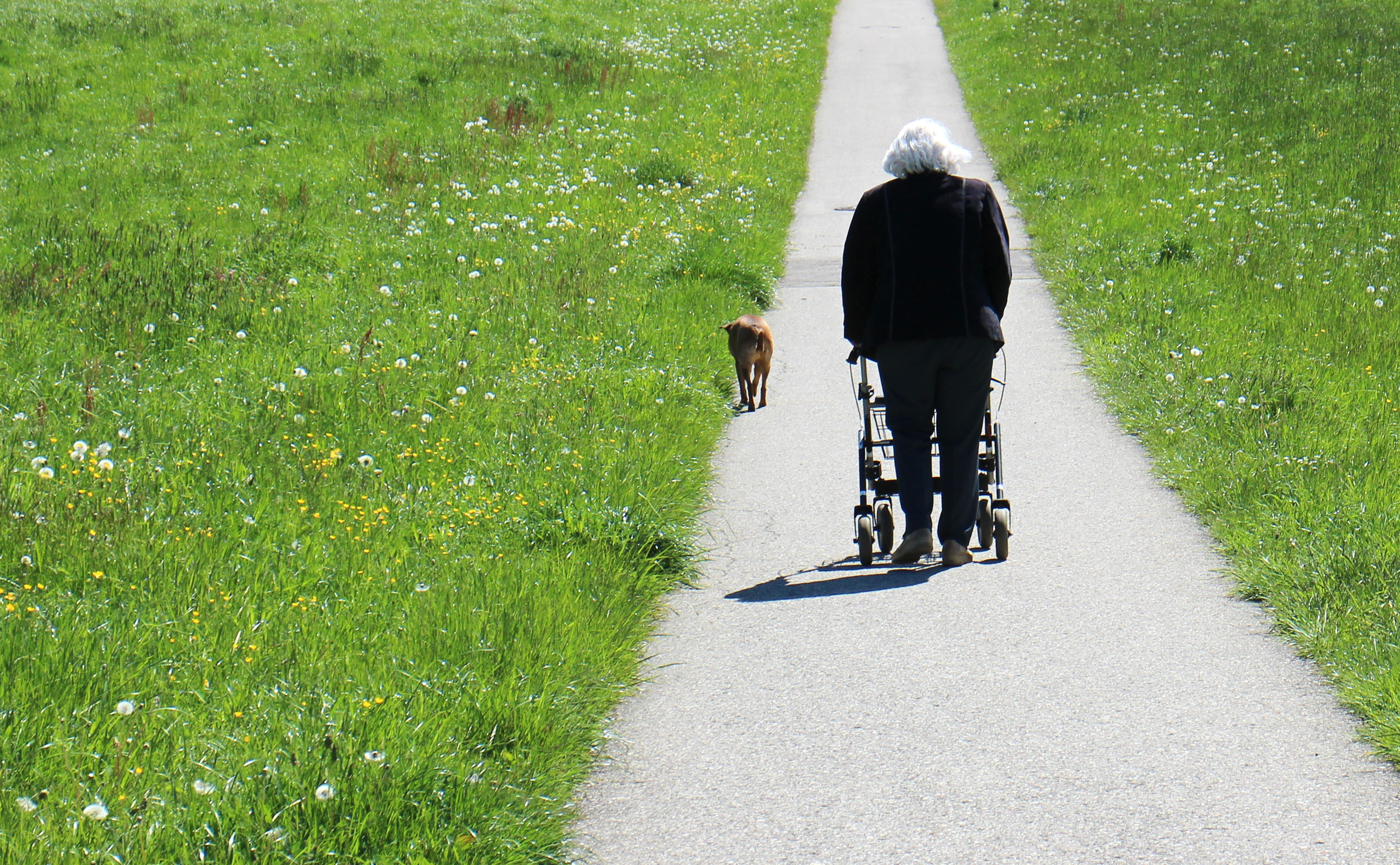 nature, go, domestic animals, green color, black, man in black, direction, walker, shirt, footpath, growth, adult, one animal, sleeved, day, person, lifestyles, HD Wallpaper