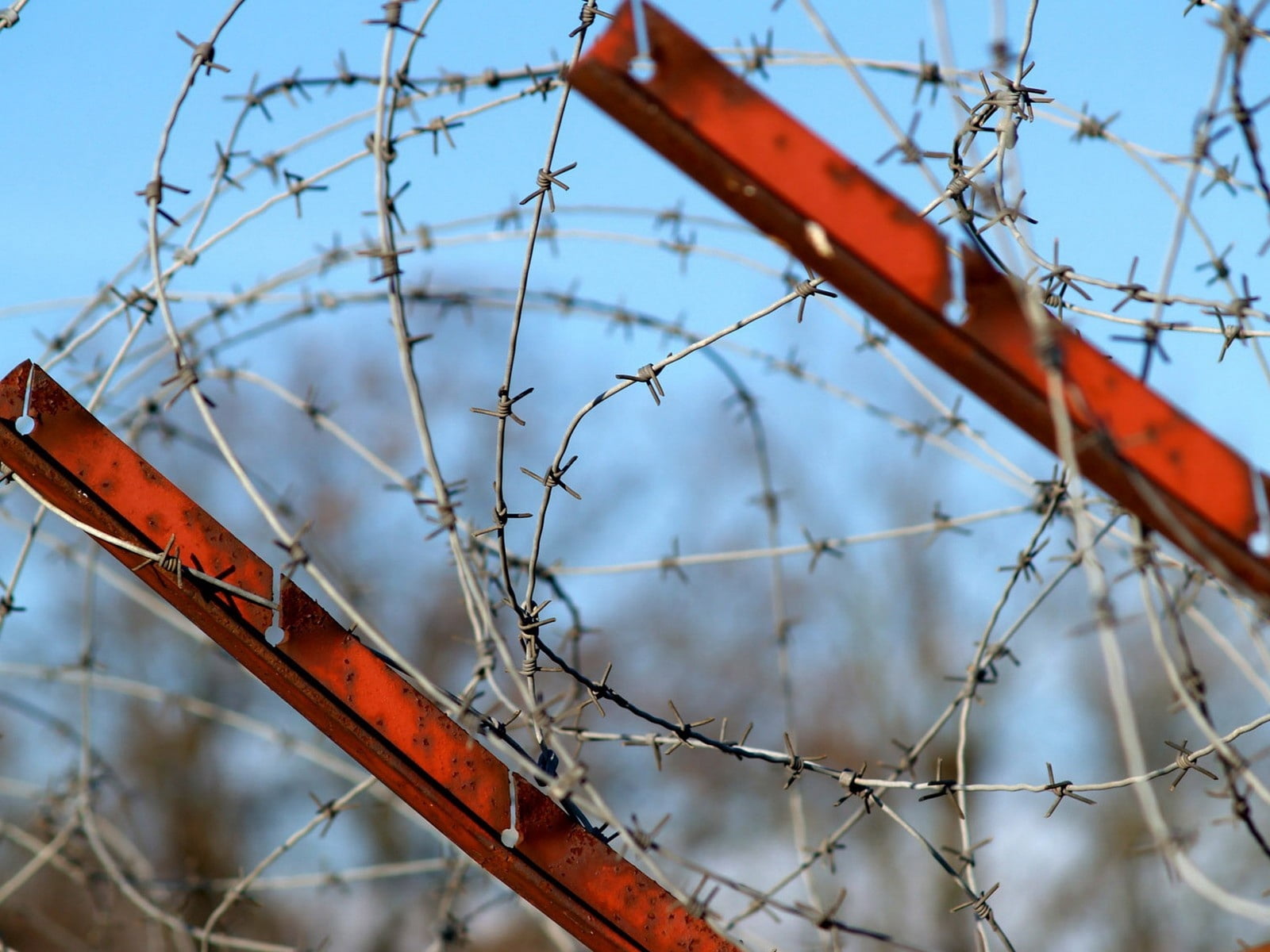 metal, fence, tree, built structure, steel, sharp, protection, blue, barb, 720P, wire, rust, barbed Wire, bare tree, stretched, nature, focus on foreground, HD Wallpaper