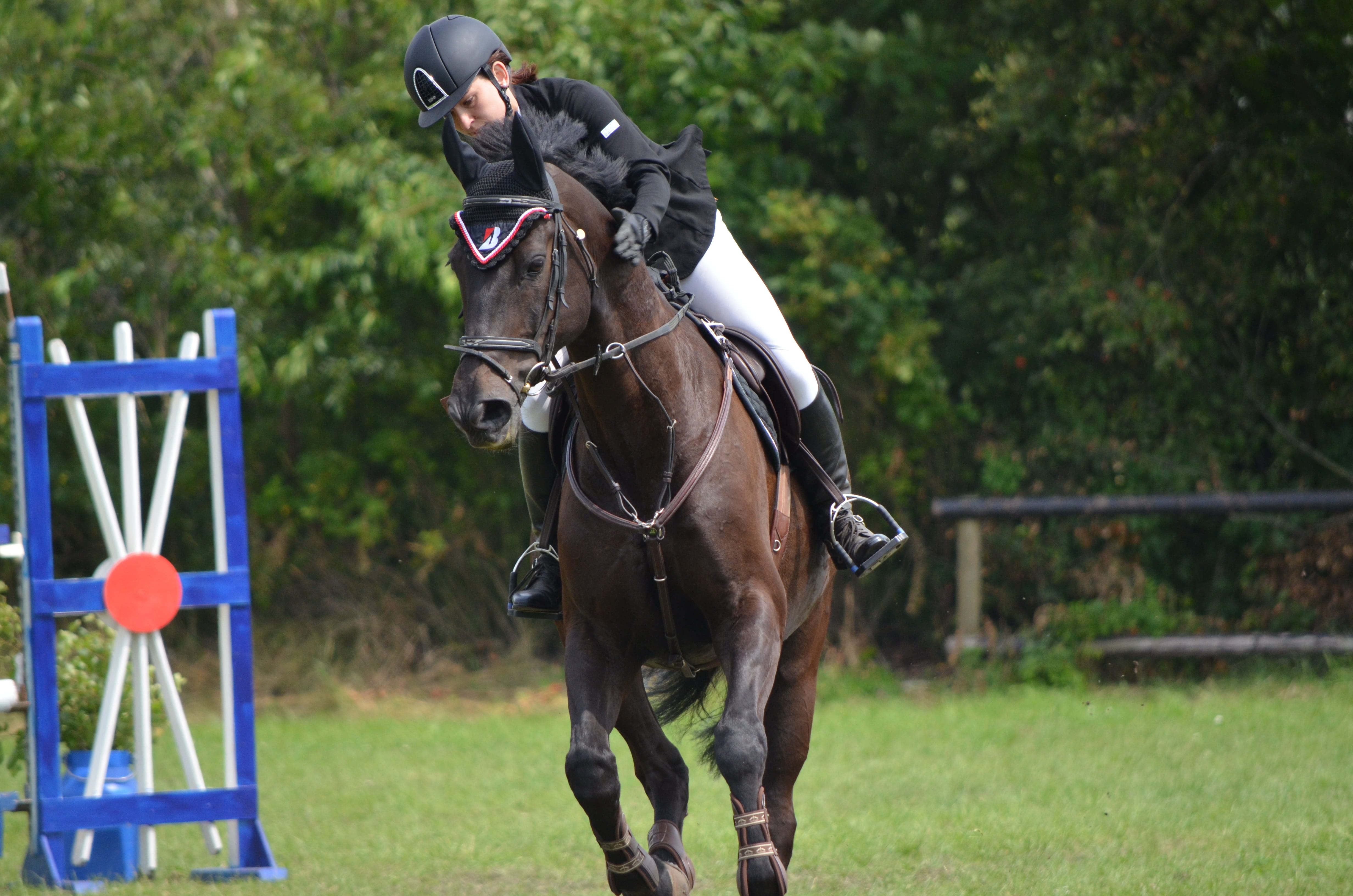 domestic animals, activity, tournament ride, vertebrate, equestrian, horse, tournament, herbivorous, mammal, riding, domestic, field, pets, 4K, ride, sport, HD Wallpaper