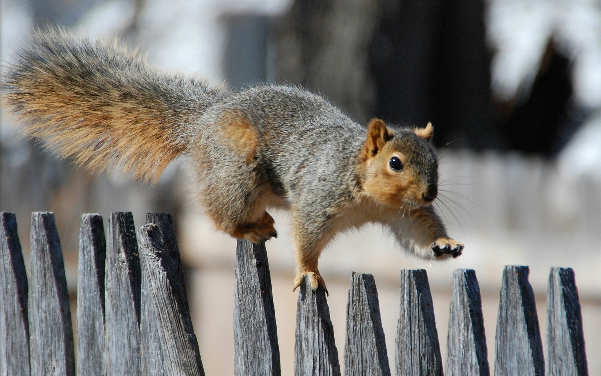 squirrel, 1080P, wood fence, HD Wallpaper