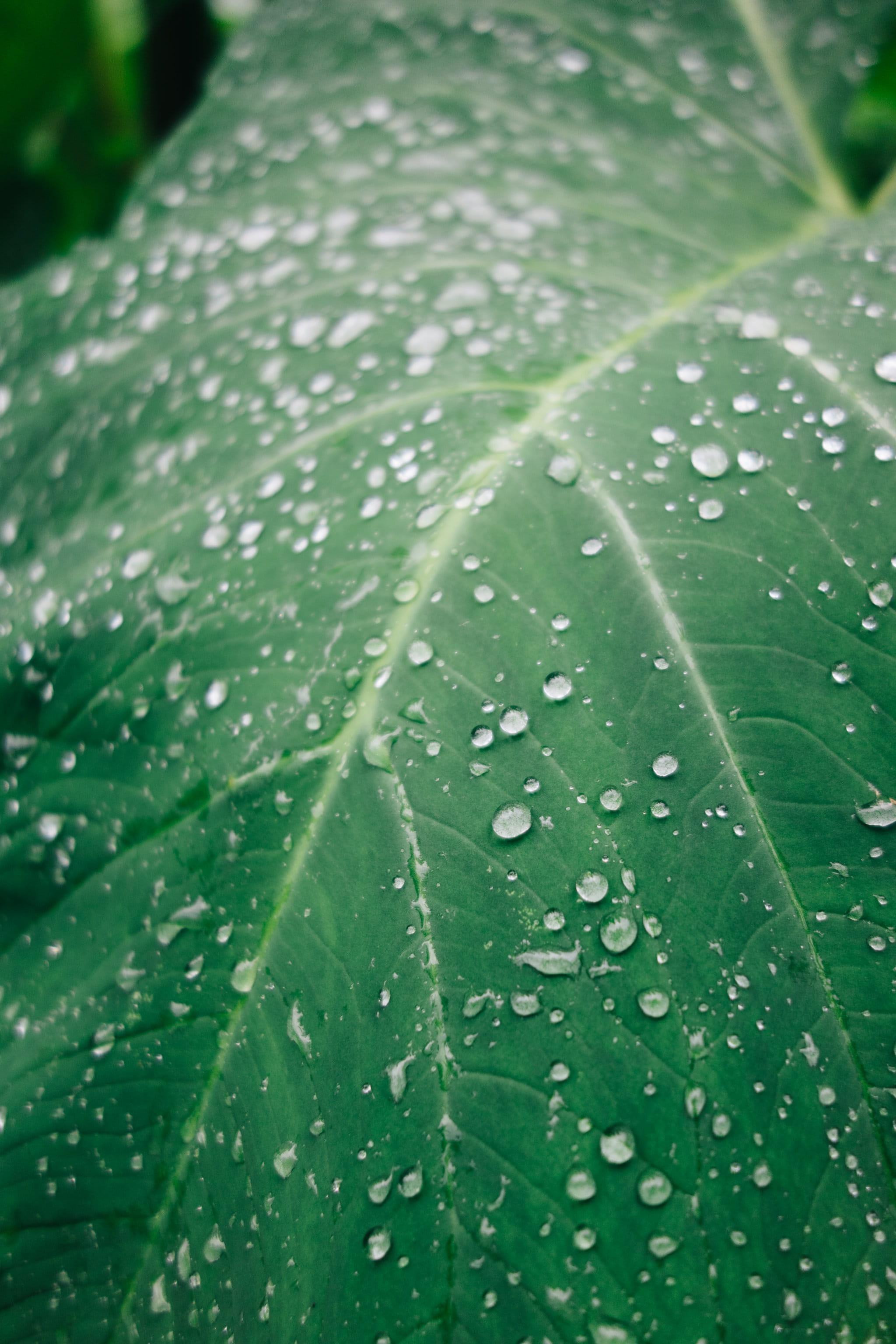 close-up, rain drops, freshness, outdoors, beauty in nature, purity, raining, day, fragility, rainy season, leaves, water drops, dew, drop, water, round, Phone HD Wallpaper