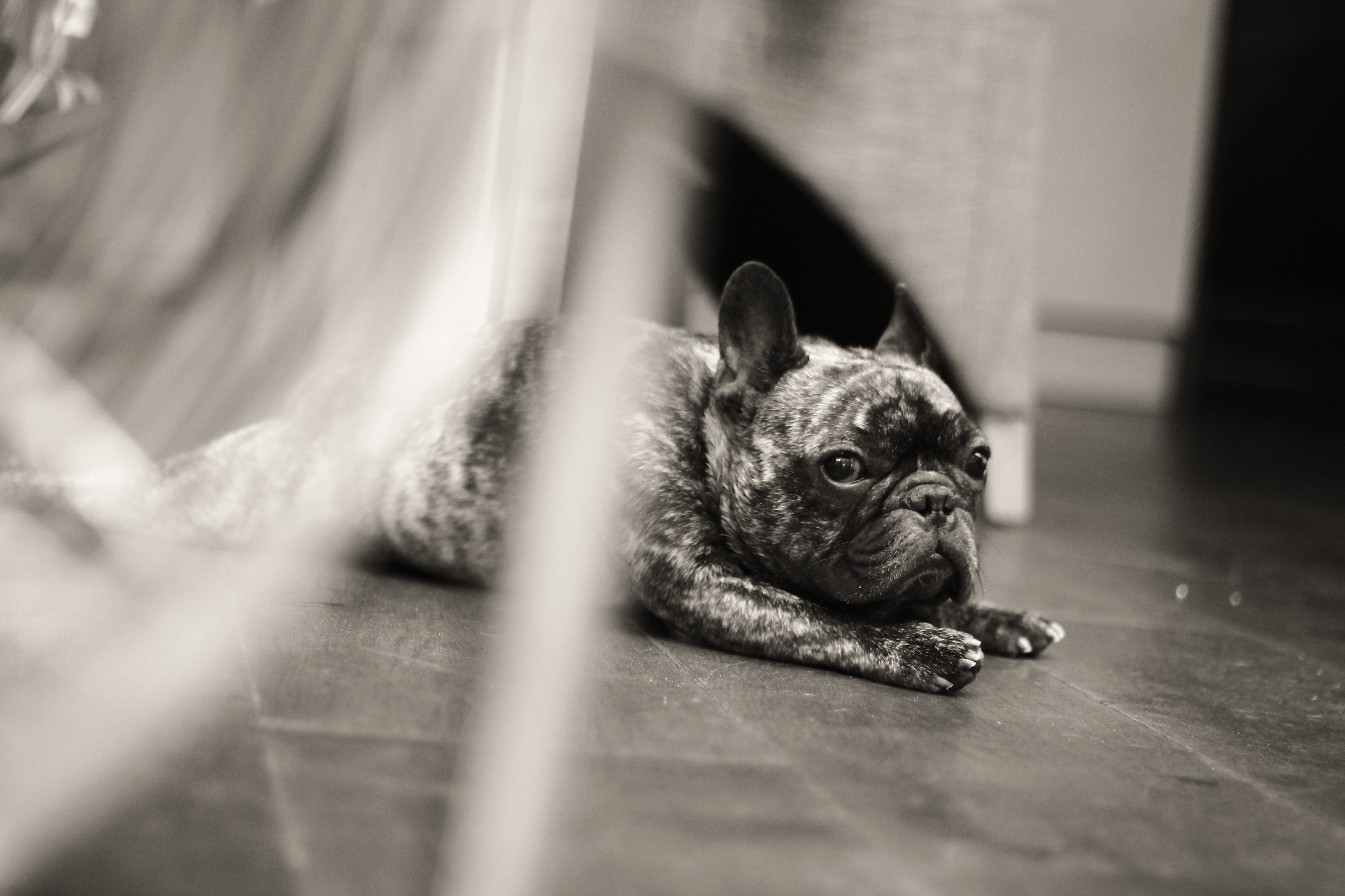 relaxed, nature, animal head, looking away, domestic, puppy, one animal, curious, flooring, vertebrate, 5K, dog, french bulldog, eyes, pet, rest, relax, HD Wallpaper