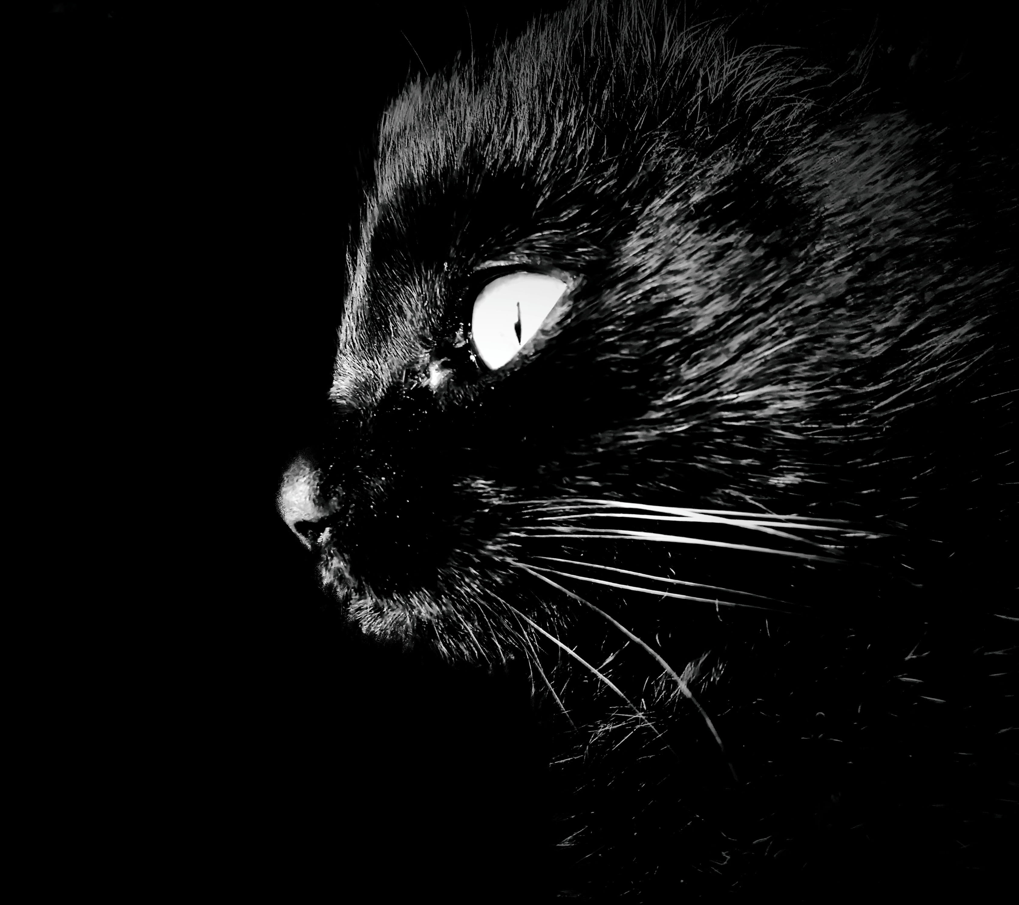 snout, Intrigue, Darkness, Cat, indoors, domestic animals, animal body part, animal themes, no people, close-up, animal eye, black background, domestic cat, HD Wallpaper