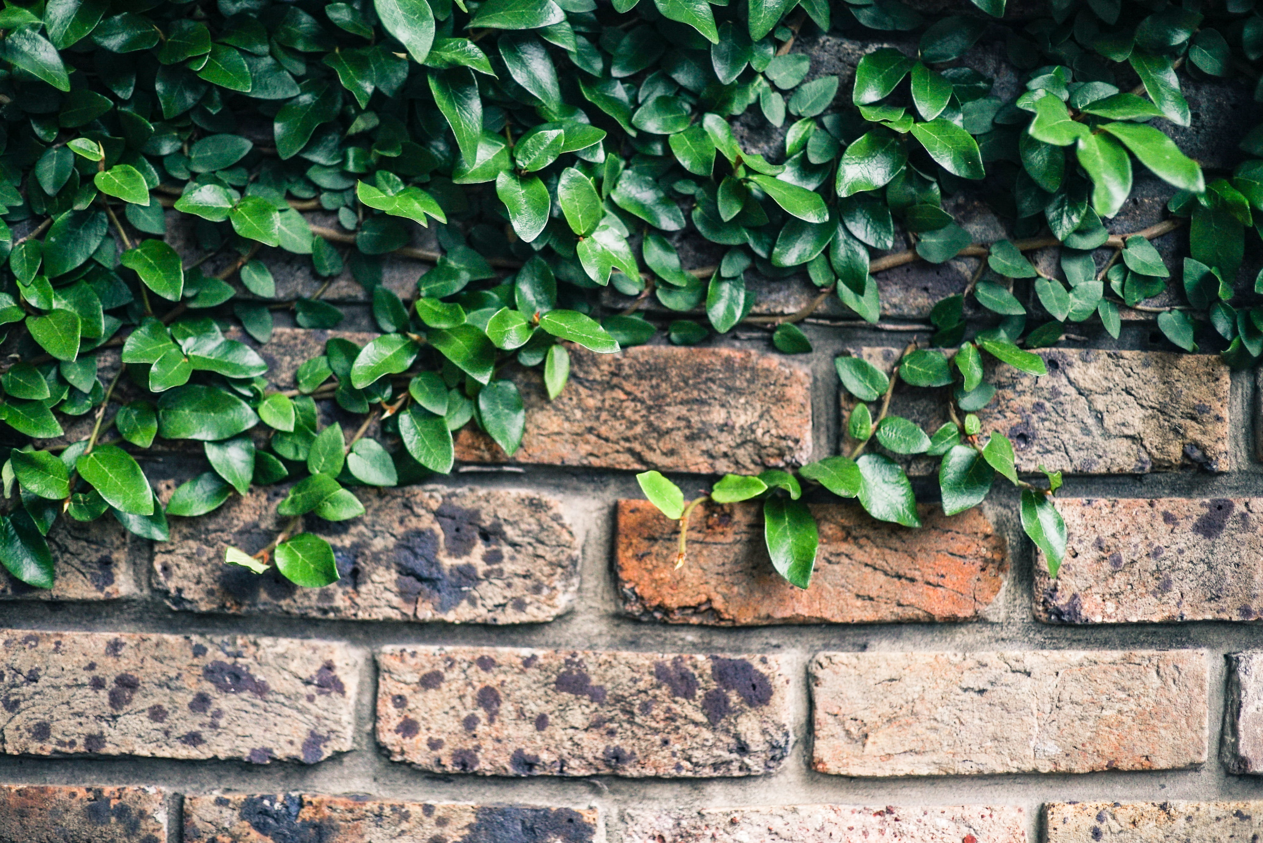 full frame, day, nature, close-up, plant, brickwall, 4K, built structure, plant part, concrete, green color, wall - building feature, stone wall, architecture, HD Wallpaper