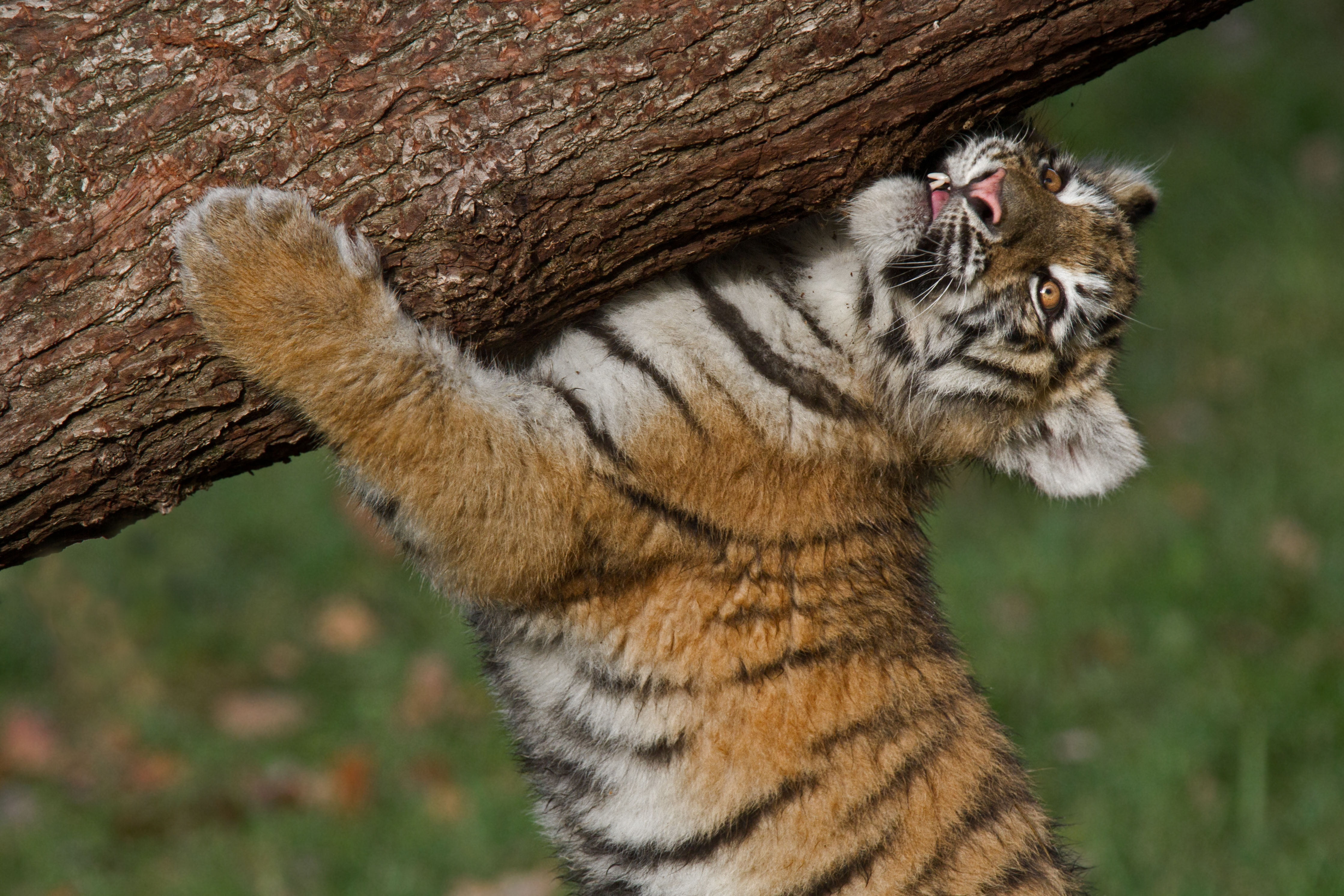 tiger, 4K, The Amur tiger, strongman, cub, log, HD Wallpaper