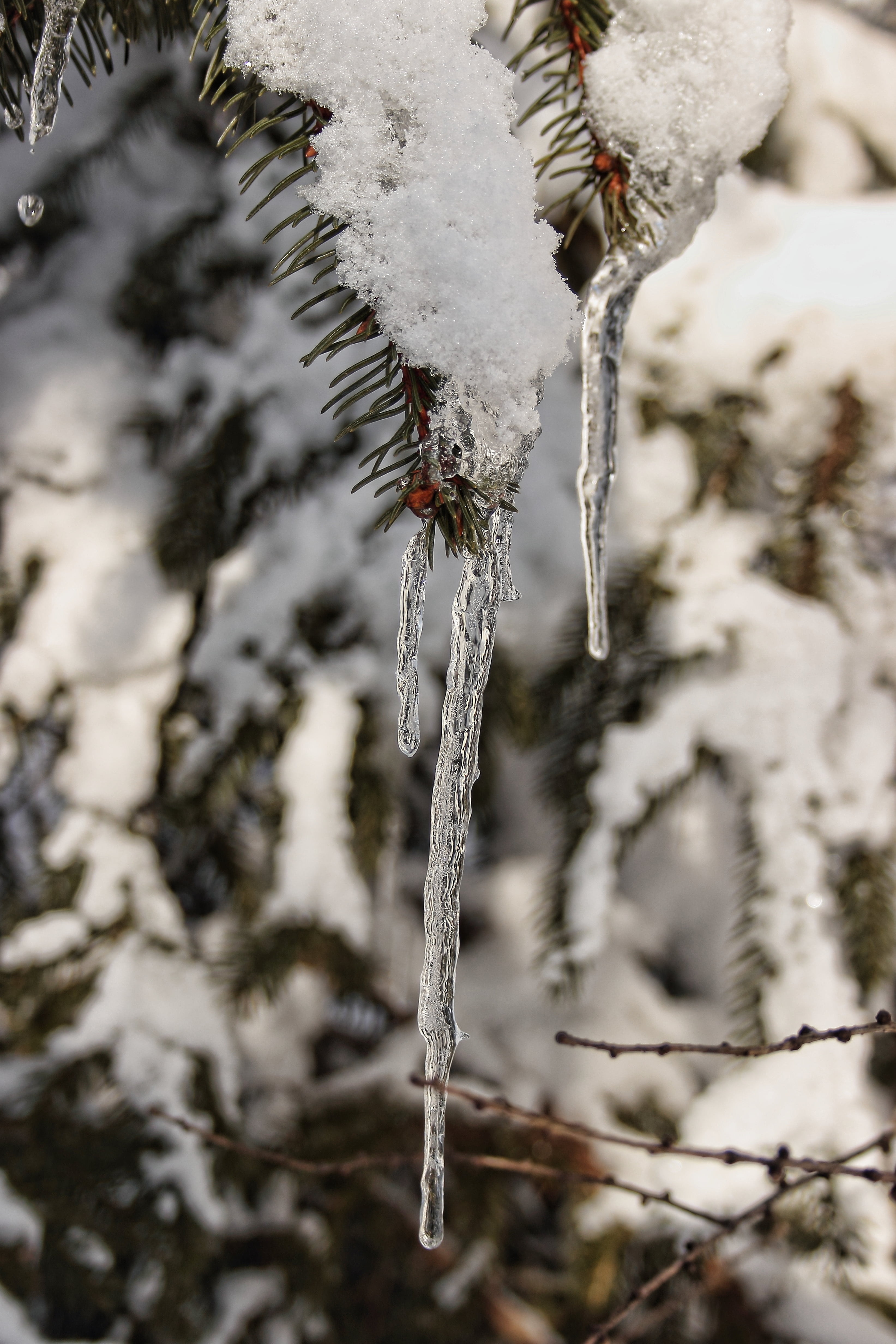 wintry, environment, water, tree, hanging, icicle, cold temperature, day, snow, forest, frozen, close-up, cold - Temperature, melting, branch, blizzard, Phone HD Wallpaper