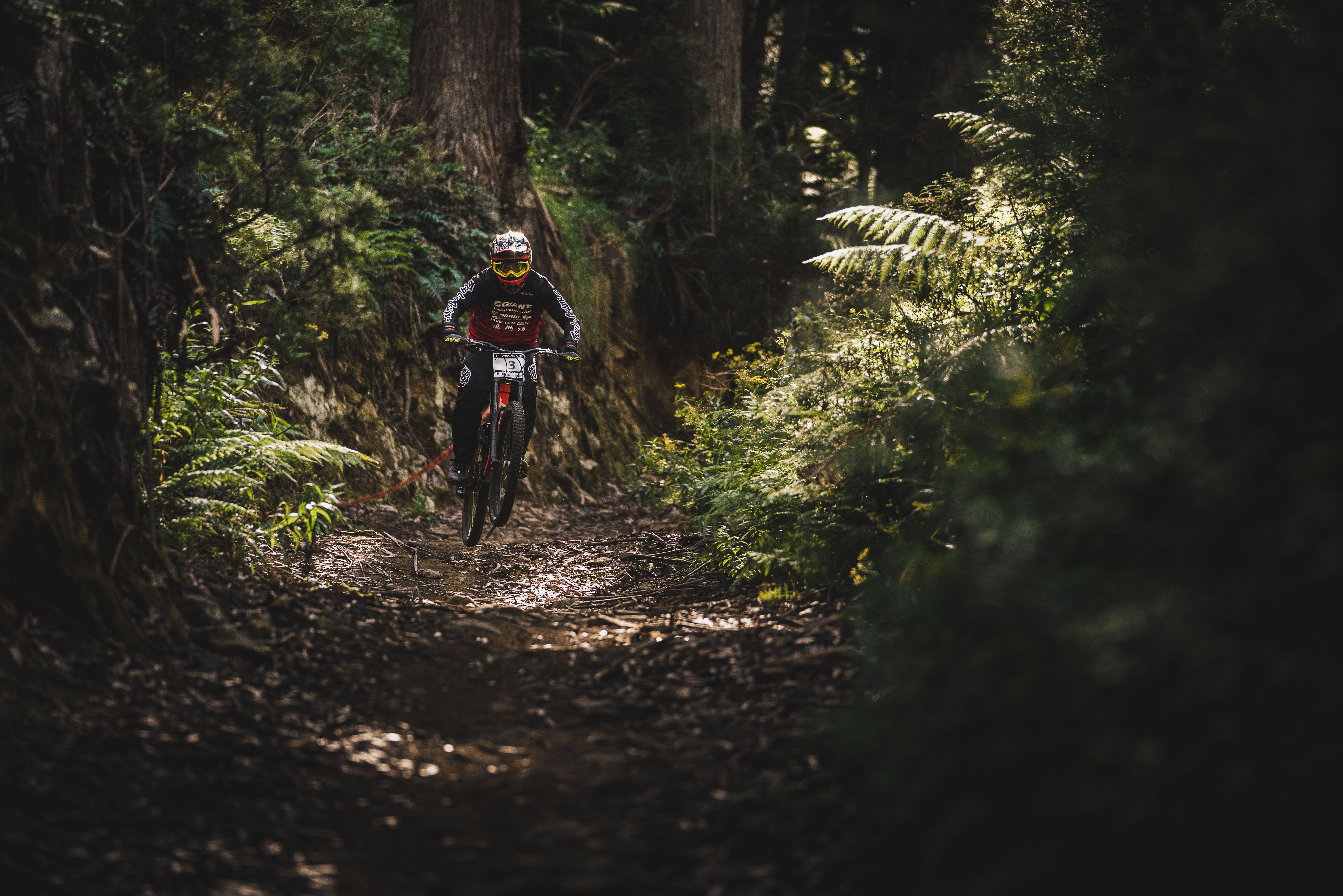 tree, woodland, nature, activity, outdoors, ride, adventure, cyclist, transportation, men, mountain biker, trees, dirt, daytime, leisure activity, plant, HD Wallpaper