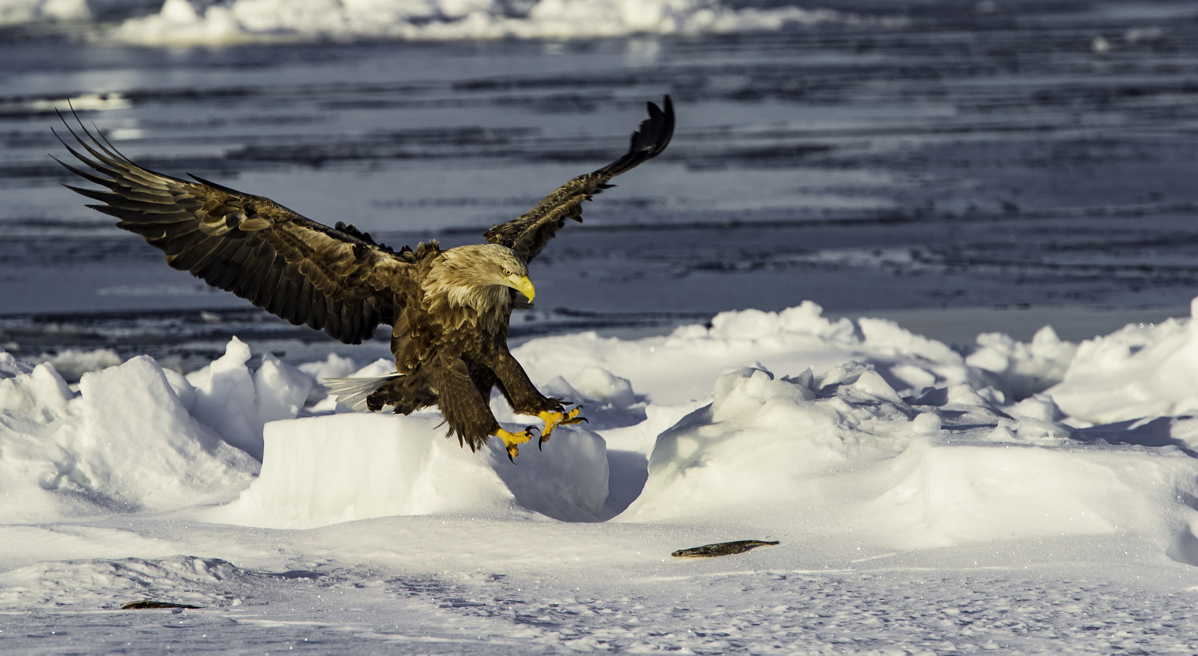 snow, winter, water, eagle, 1080P, flying, nature, sea, landscape, ice, birds, HD Wallpaper