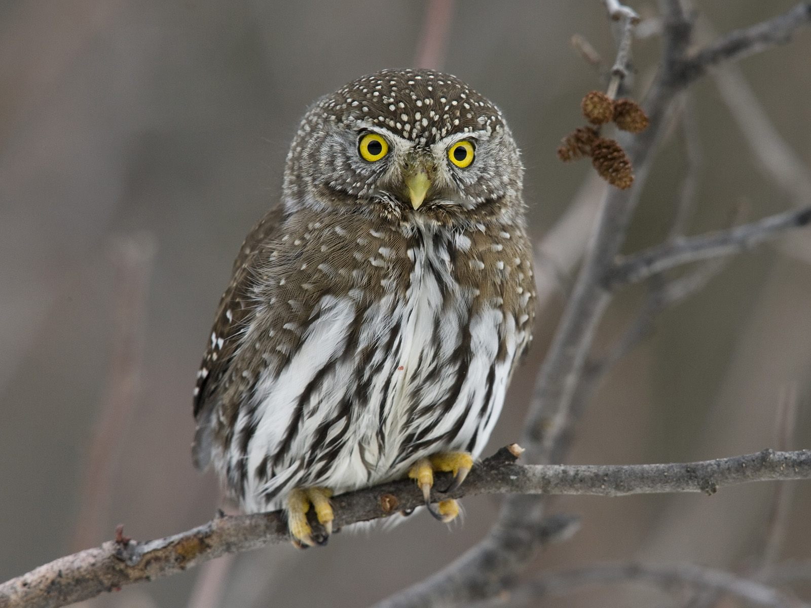 one animal, owl, close-up, bird, 720P, nature, bumps, animals in the wild, bird of prey, animal themes, looking at camera, plant, animal, animal wildlife, HD Wallpaper
