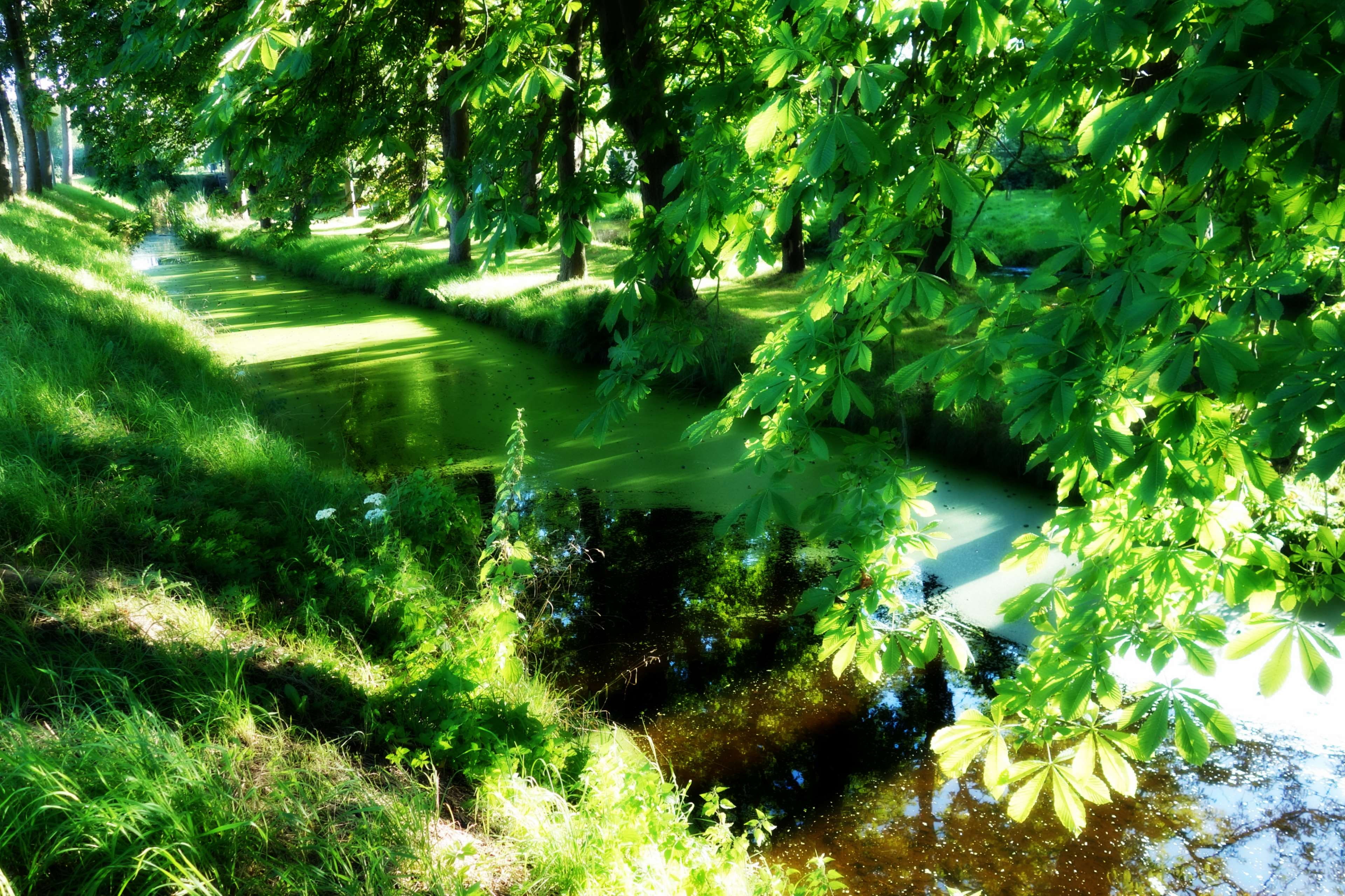 tranquility, 4K, moat, scenic, sunshine, bright, no people, lush foliage, beauty in nature, nature, day, flowing, green color, landscape, plant, flowing water, HD Wallpaper