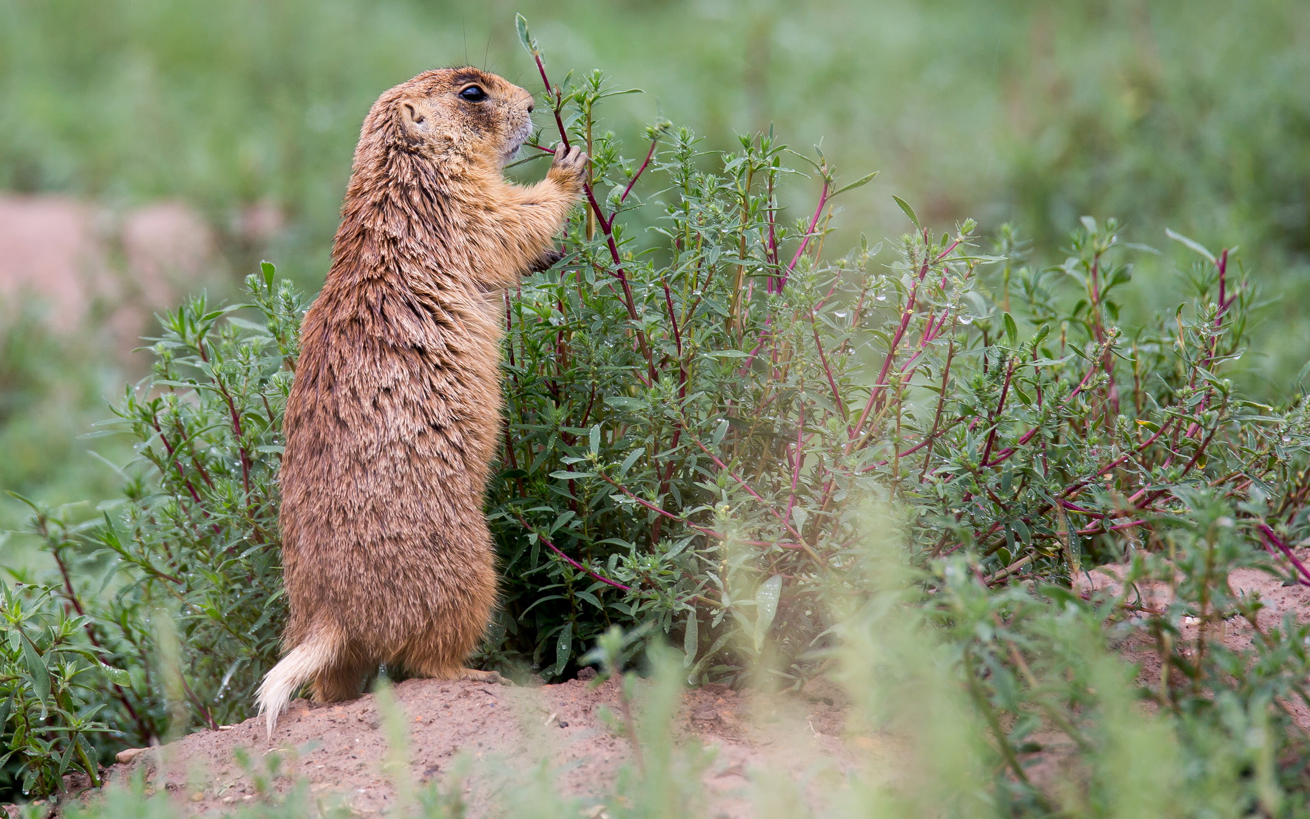 hd, animals, chipmunk, 2K, HD Wallpaper