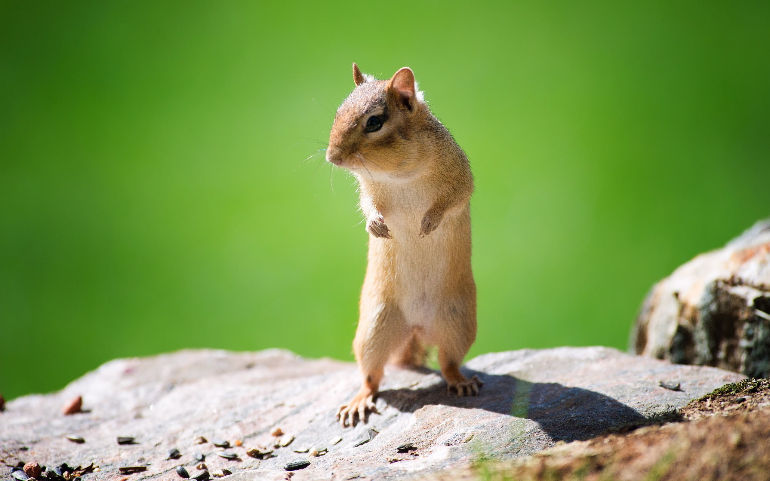 2K, chipmunks, HD Wallpaper