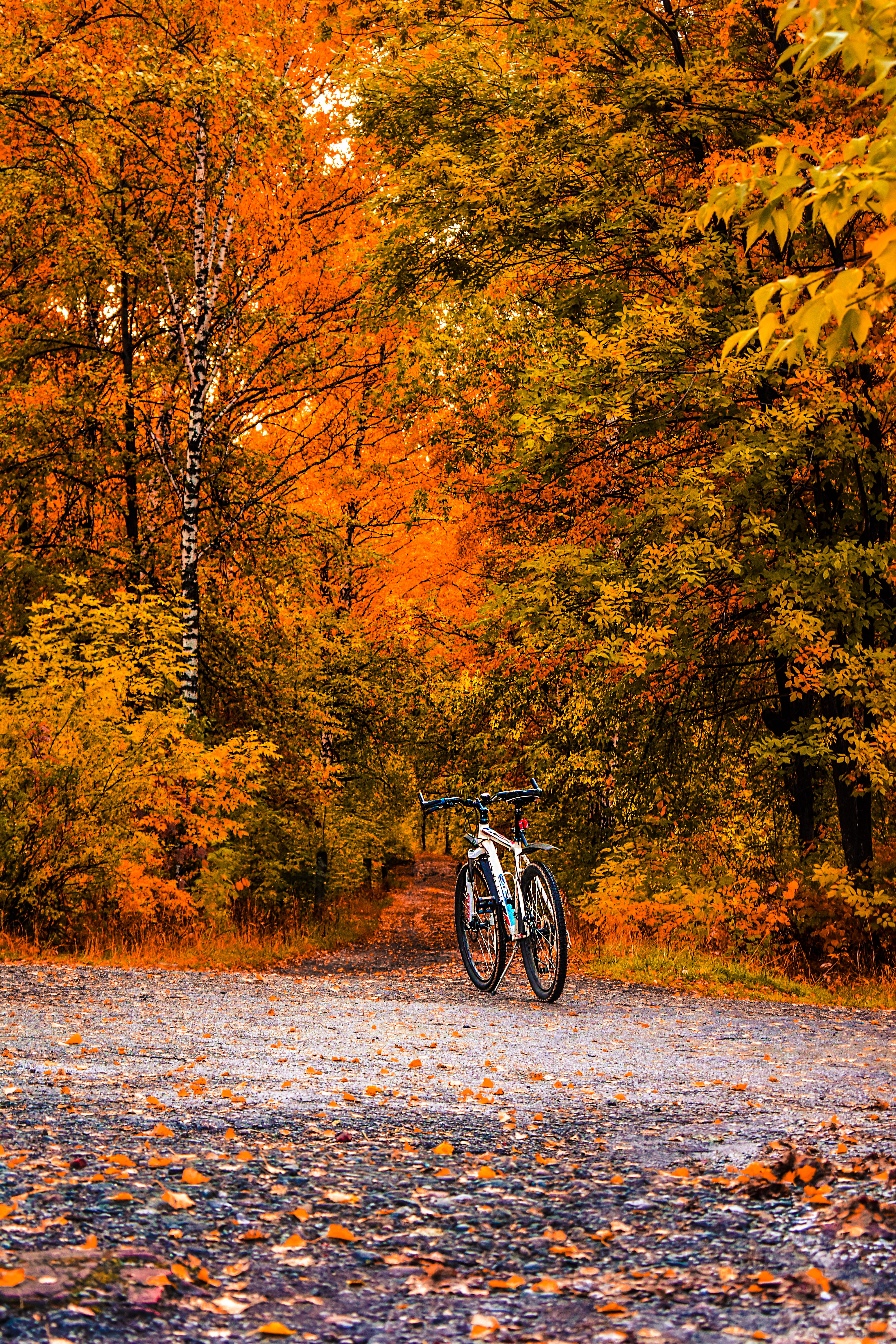 fall, leafed, land, leaf, bicycle, tree, road, scenics - nature, trees, orange color, no people, bright, landscape, daylight, plant, environment, change, Phone HD Wallpaper