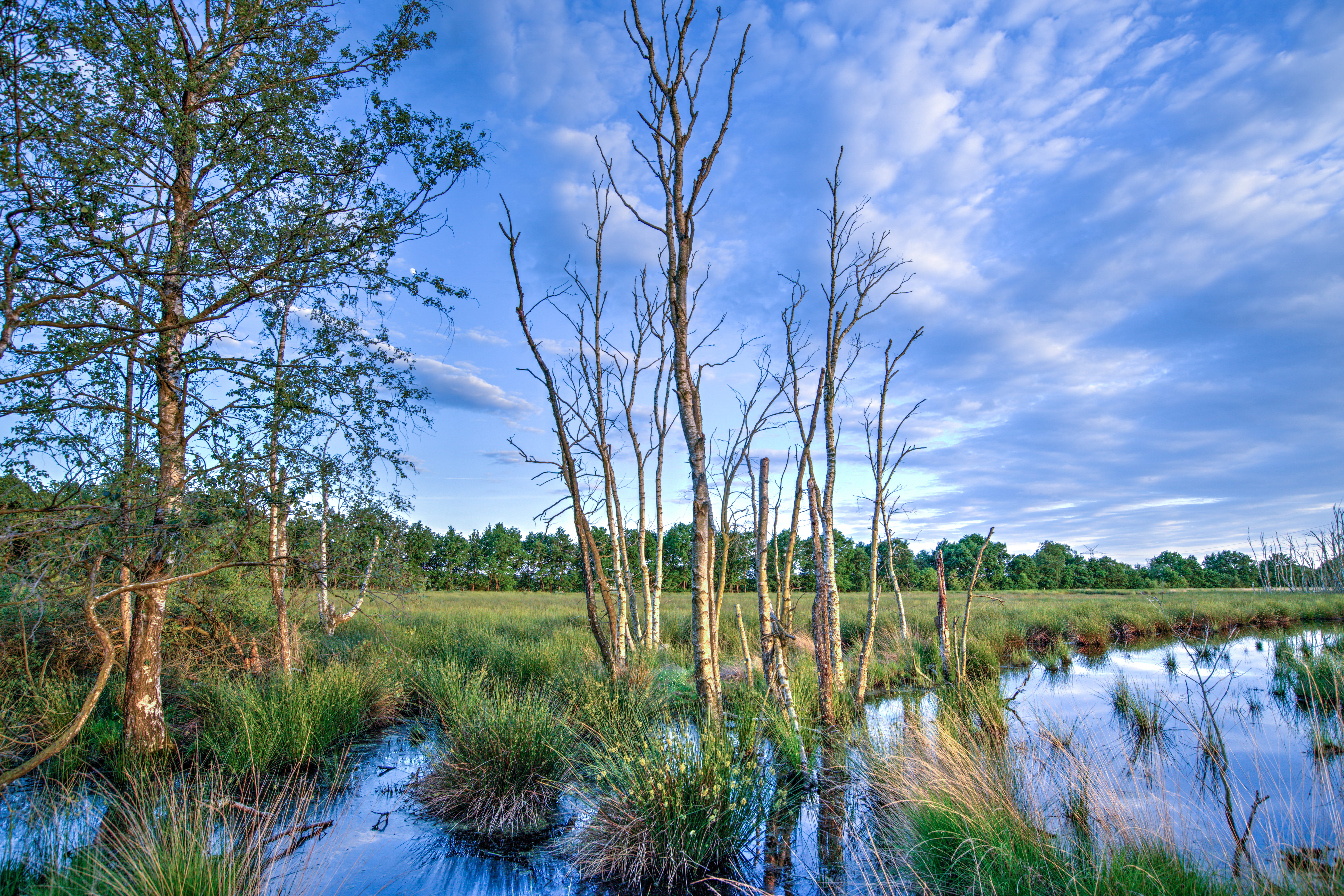 grasses, surrounded, tranquility, photography, land, reflection, outdoors, cloudy, nature, trees, woods, plant, clouds, day, cloud - sky, scenic, sky, evening, HD Wallpaper