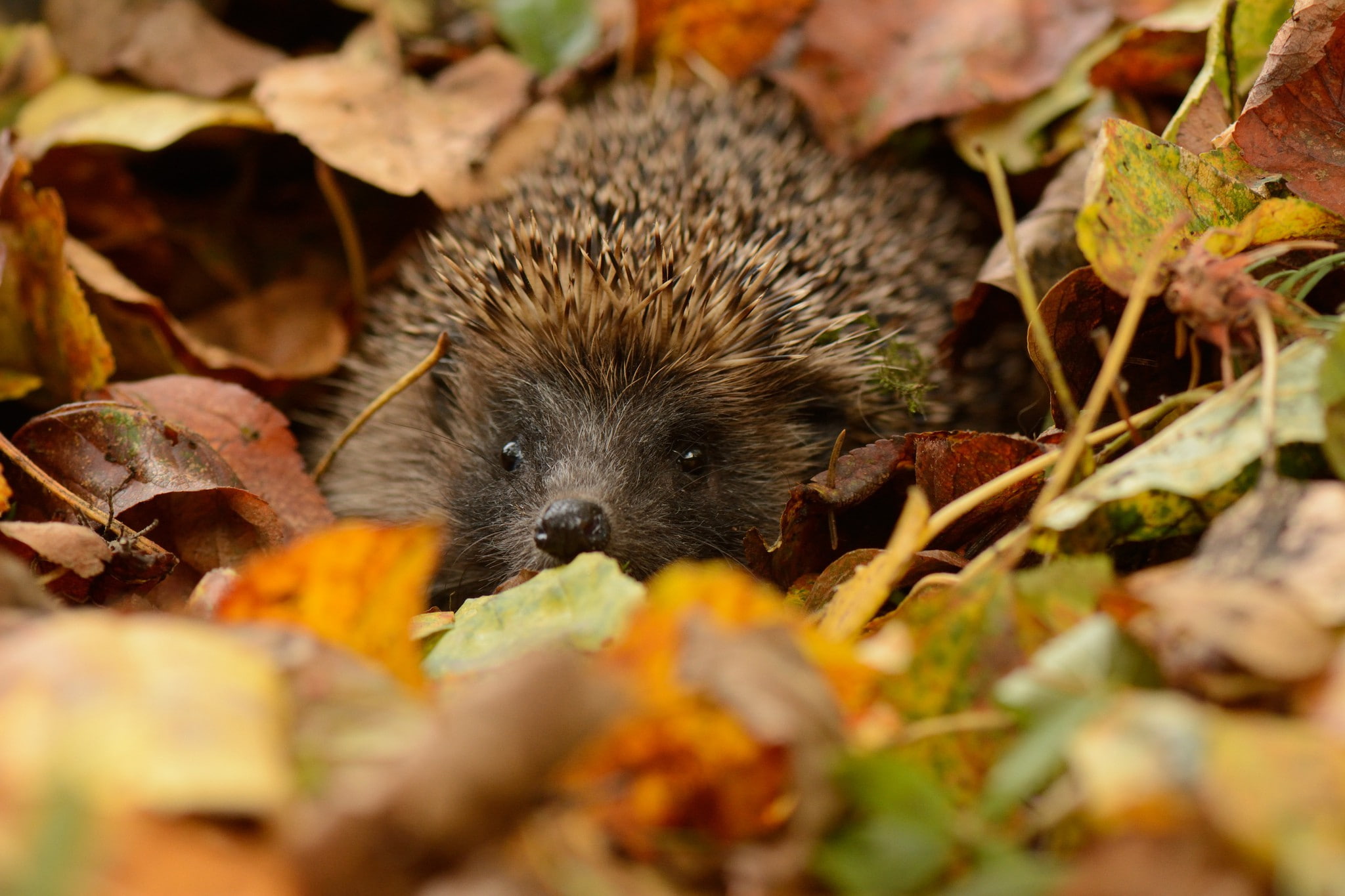 eyes, hedgehog, 1080P, muzzle, thorns, leaves, HD Wallpaper