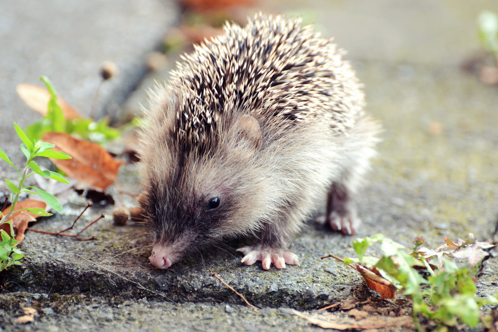1080P, hedgehog, brown, leaves, vertebrate, thorns, nature, focus on foreground, animal wildlife, rodent, leaf, field, selective focus, outdoors, animals in the wild, HD Wallpaper