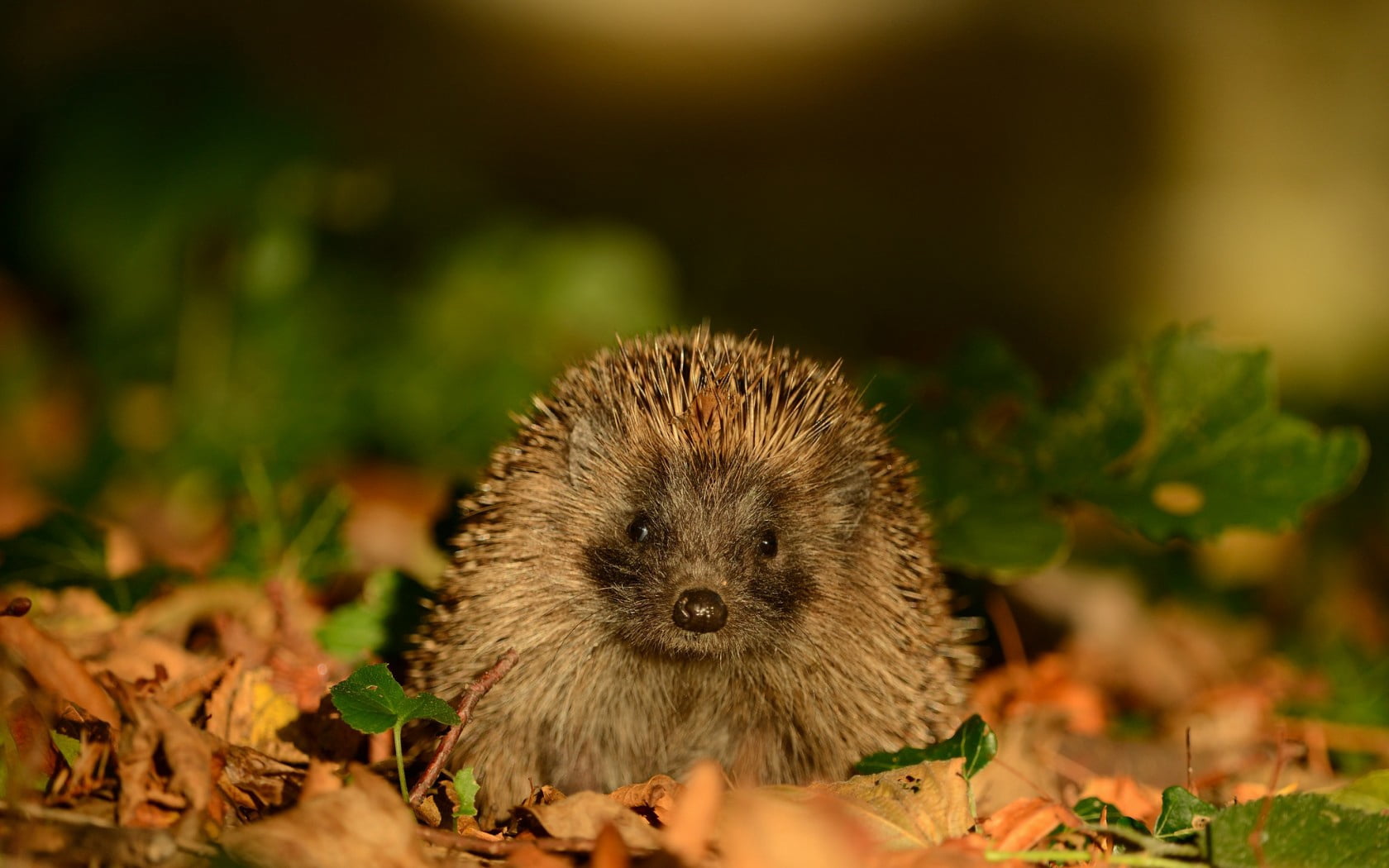animals In The Wild, hedgehog, small, day, no People, animal themes, selective focus, green Color, 720P, young Animal, plant, cute, brown, focus on foreground, HD Wallpaper