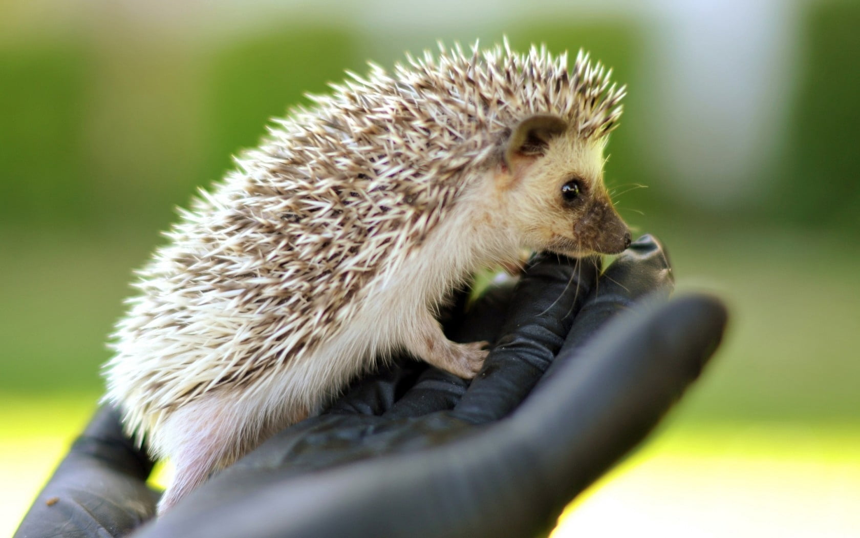 young Animal, animals In The Wild, close-up, snout, animals And Pets, focus on foreground, hedge, bristle - Animal Part, hand, hedgehog, small, looking, HD Wallpaper