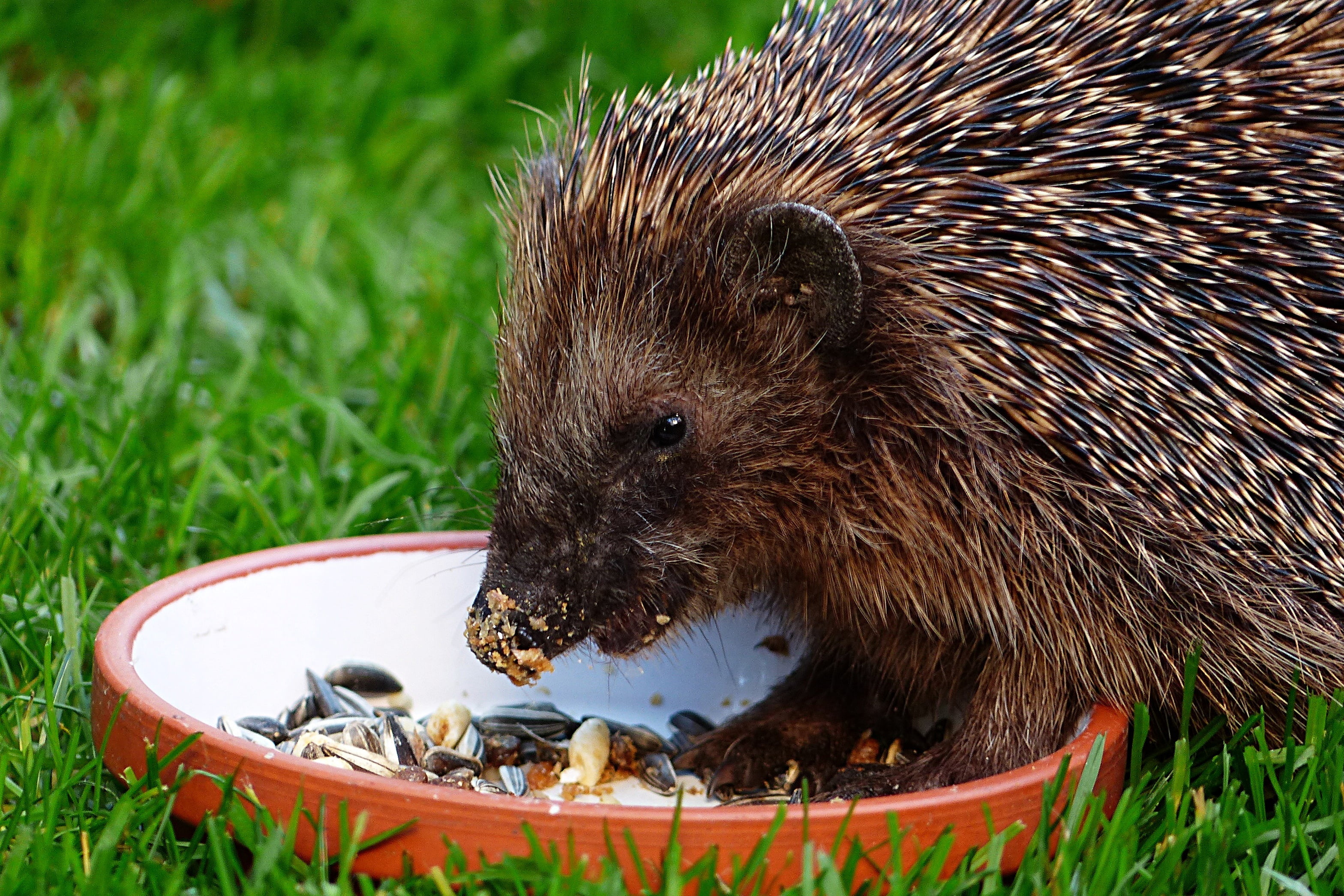 nature, bowl, brown, vertebrate, hedge, eating, rodent, container, animal Nose, black, animal themes, fur, snout, hedgehog, animal, thorns, wildlife, bristle - Animal Part, HD Wallpaper