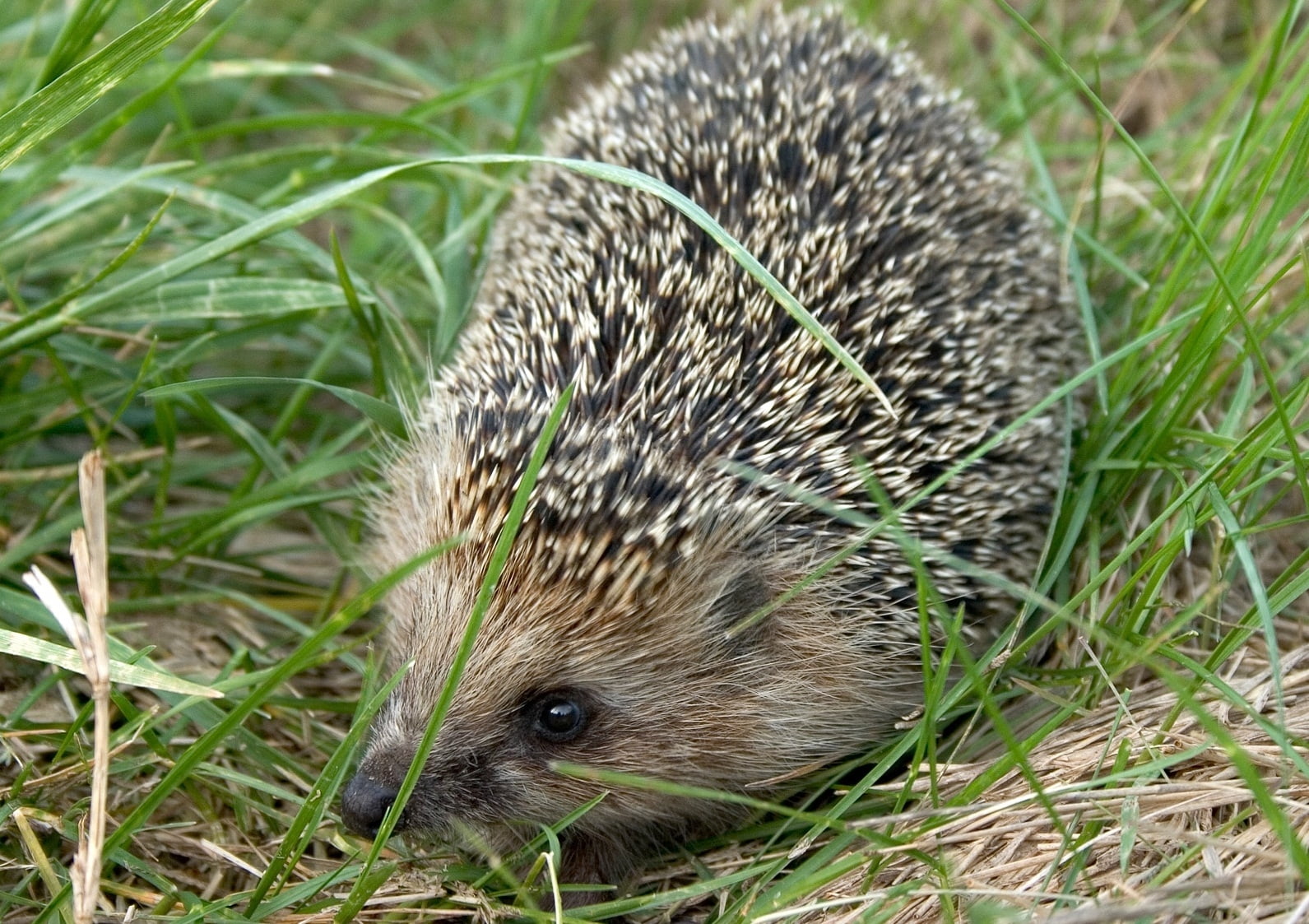 vertebrate, close-up, field, thorn, day, focus on foreground, one animal, animals in the wild, mammal, eating, animal wildlife, dry, hedgehog, brown, outdoors, HD Wallpaper