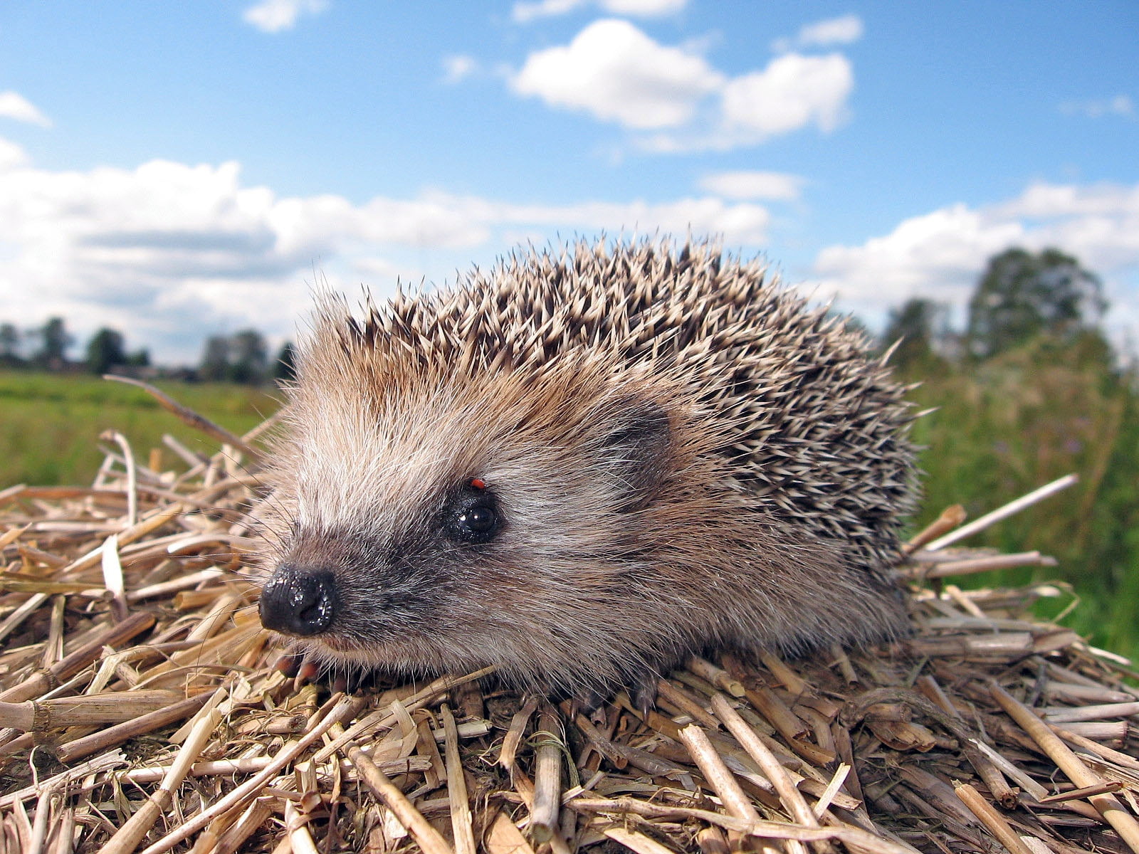 cute, porcupine, bristle - Animal Part, vertebrate, sunlight, hedge, mammal, snout, dry branches, animal themes, muzzle, cloud - sky, outdoors, small, animals In The Wild, HD Wallpaper