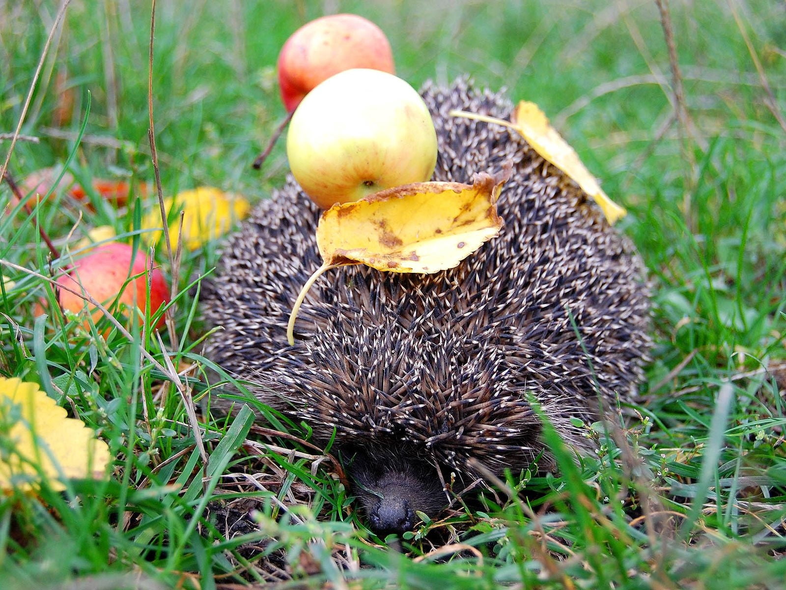 wildlife, hedgehog, outdoors, brown, mammal, plant, day, young Animal, food, close-up, nature, animal wildlife, leaves, apples, summer, animals In The Wild, HD Wallpaper